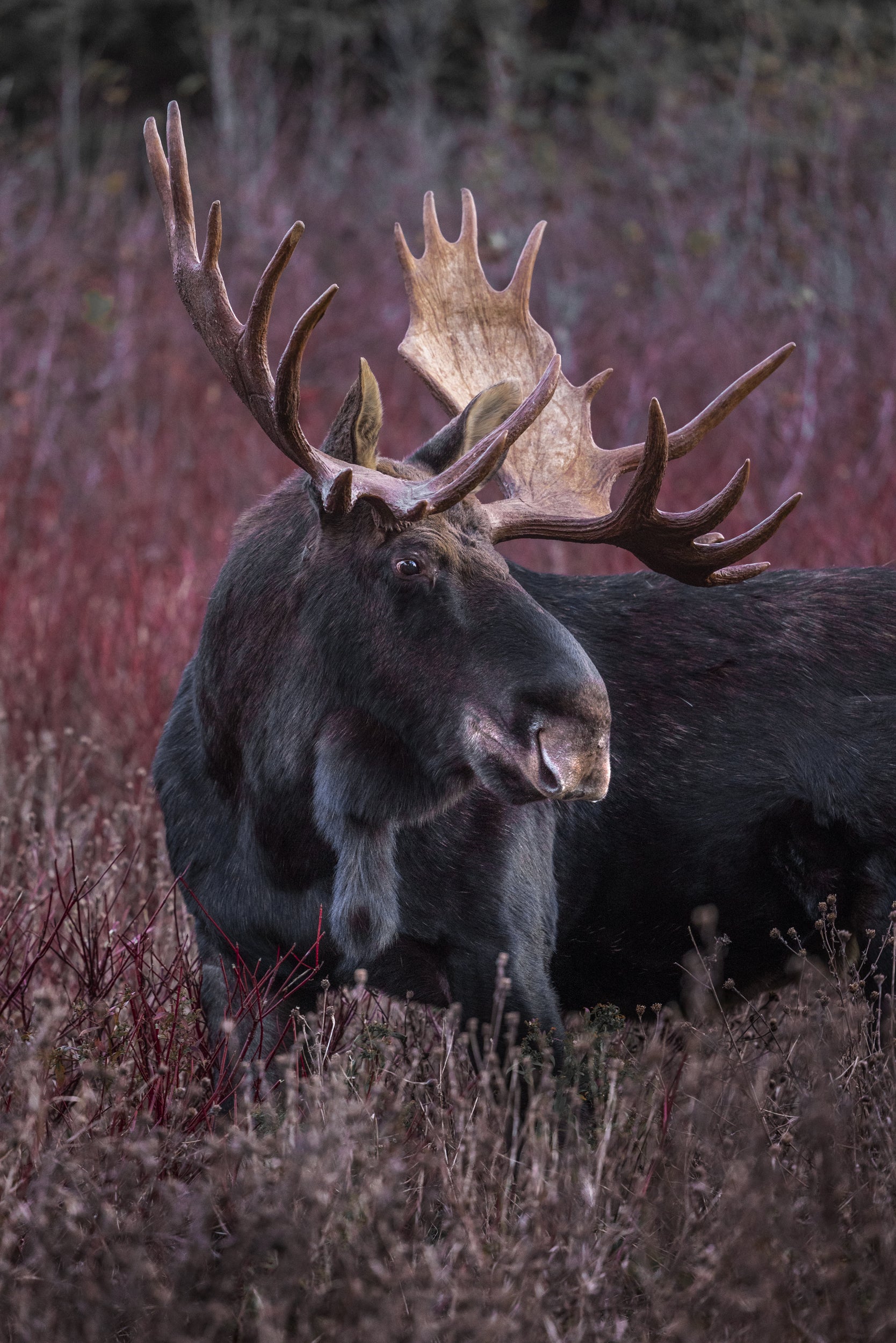 Moose - Fall 125