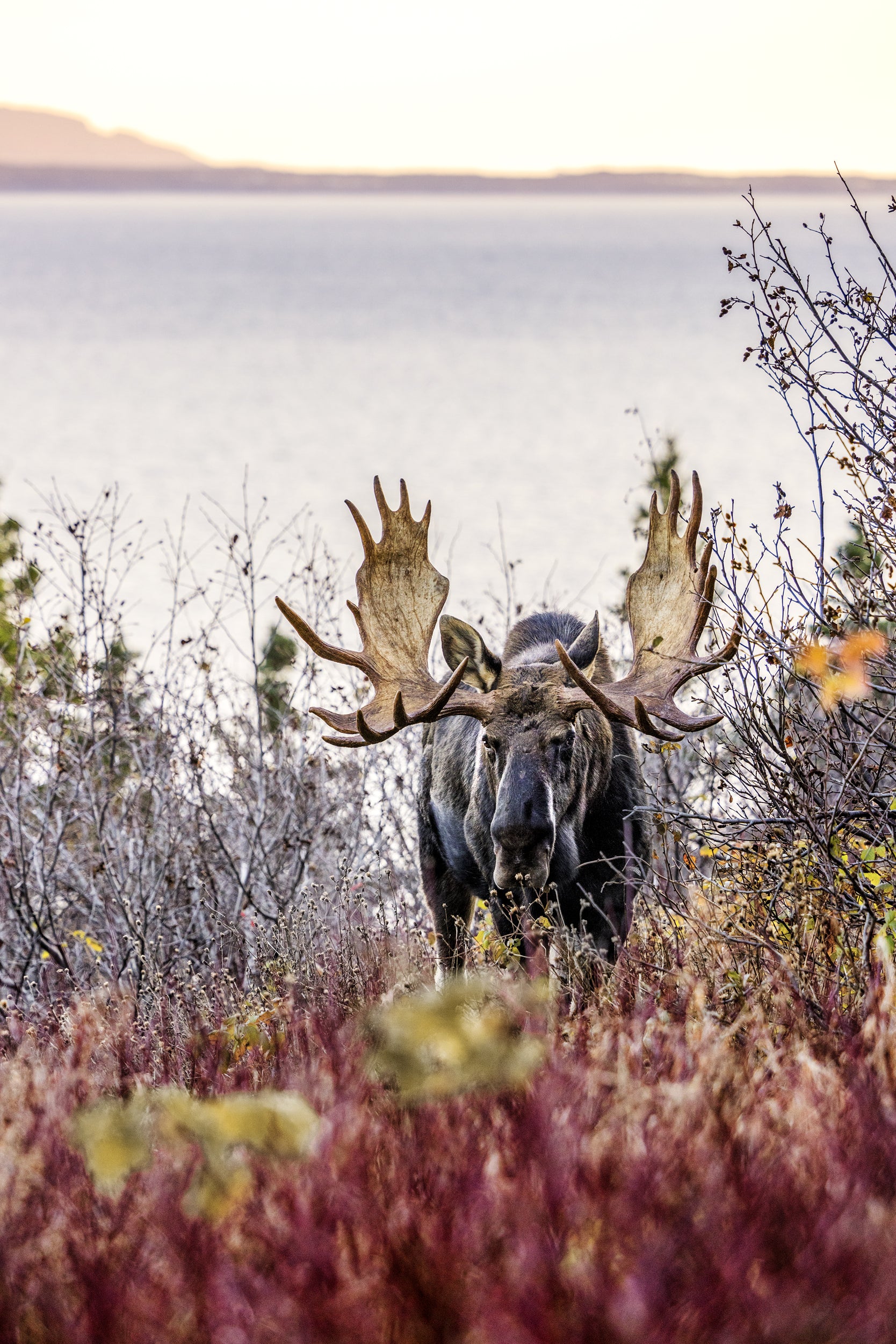 Moose - Autumn 126