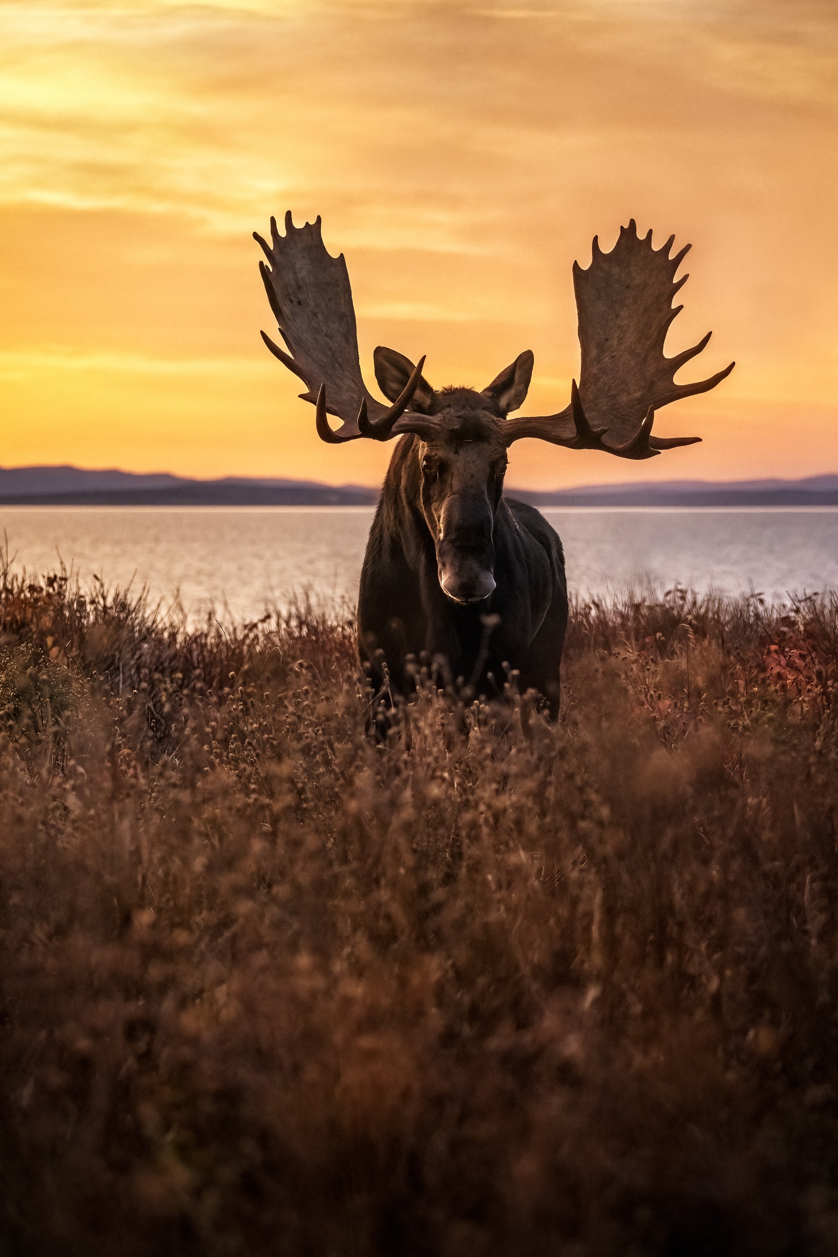 Moose - Fall 127
