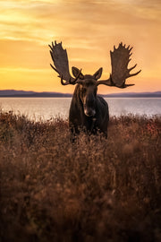 Moose - Fall 127