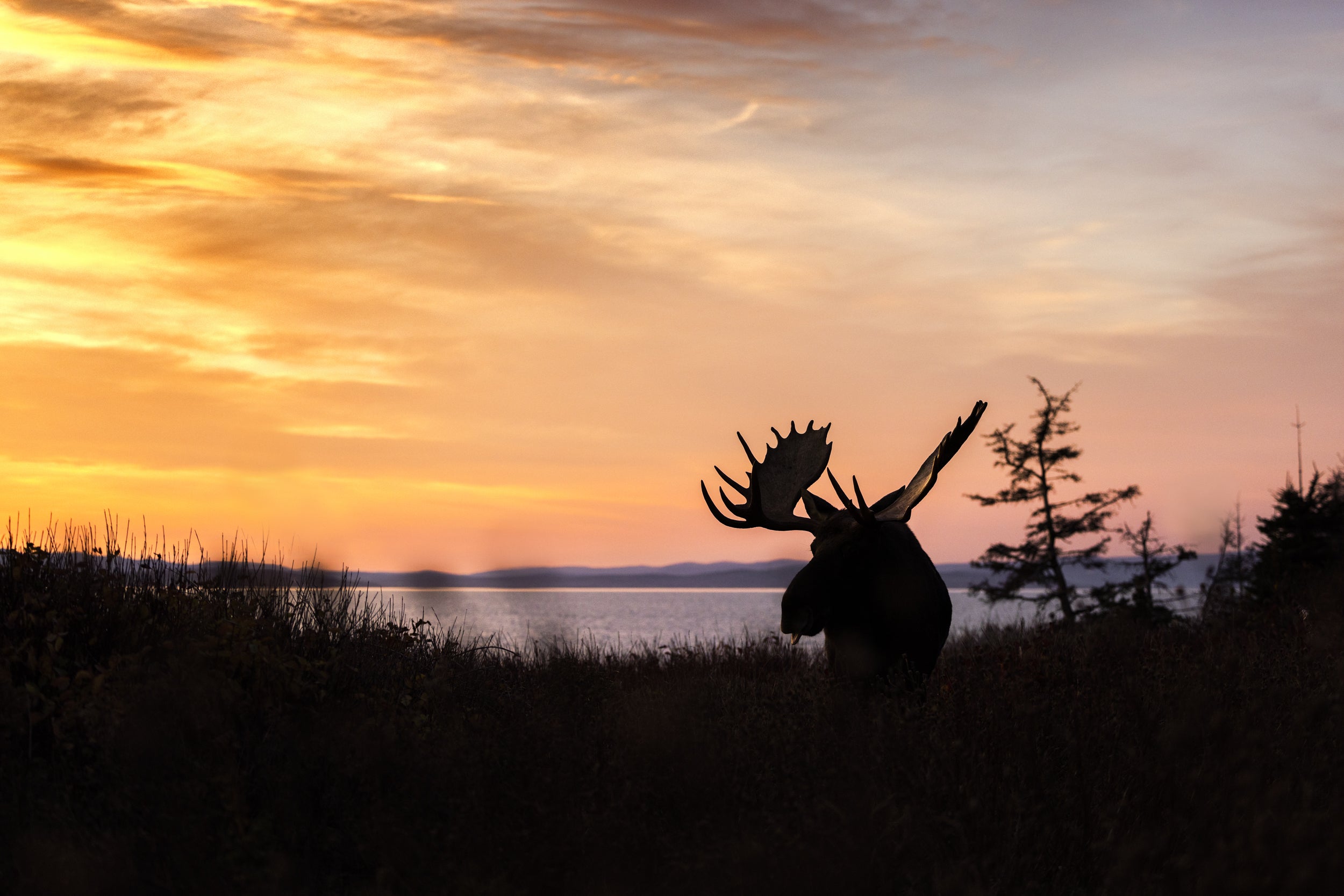 Moose - Fall 128