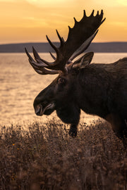 Moose - Fall 129