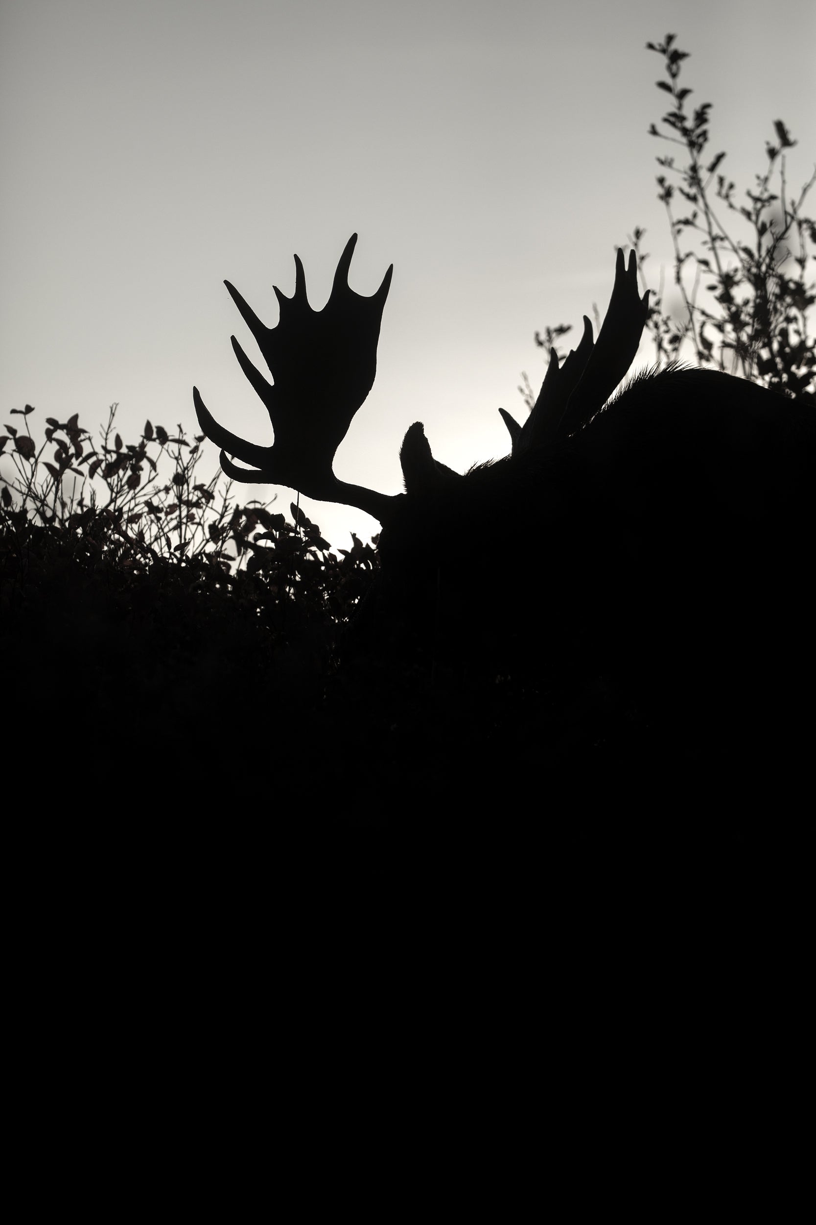 Moose - Fall 012