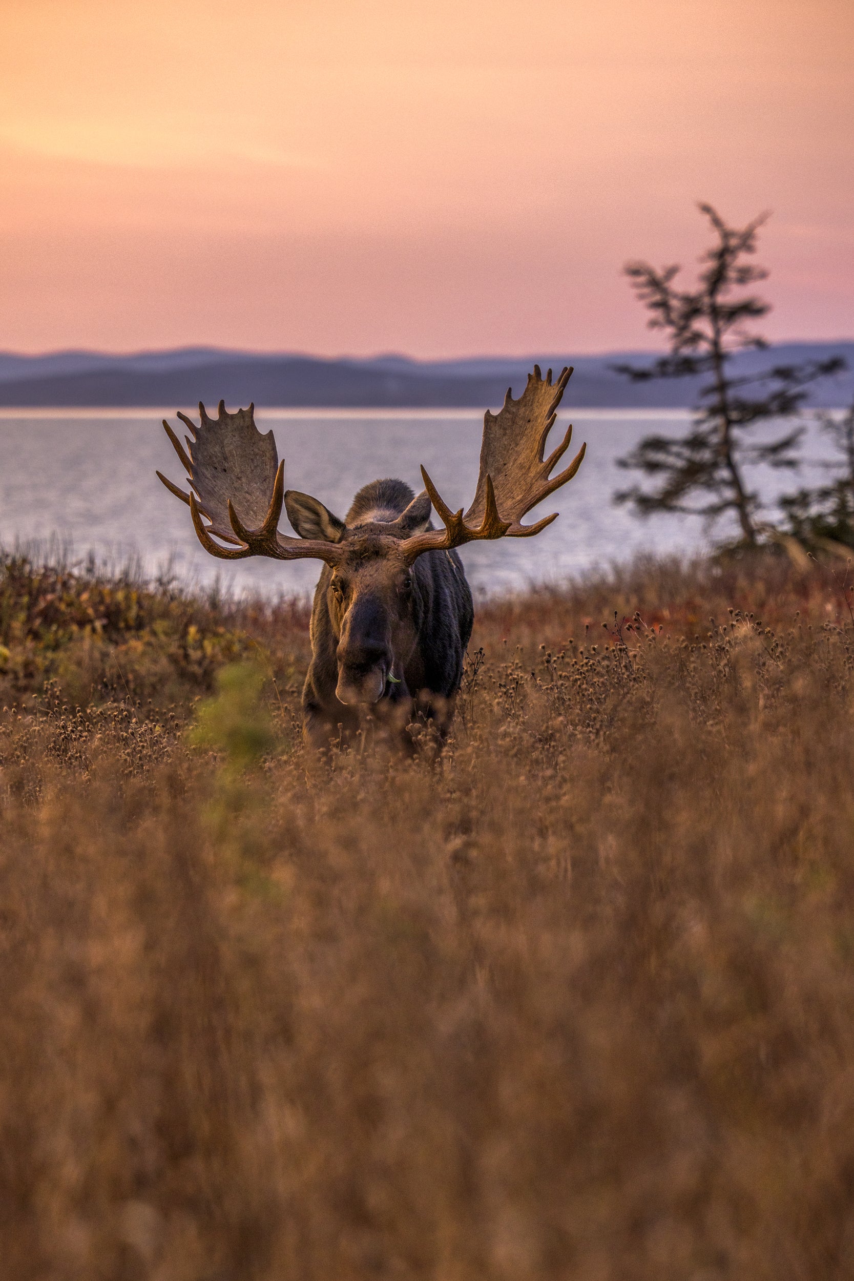 Moose - Fall 130
