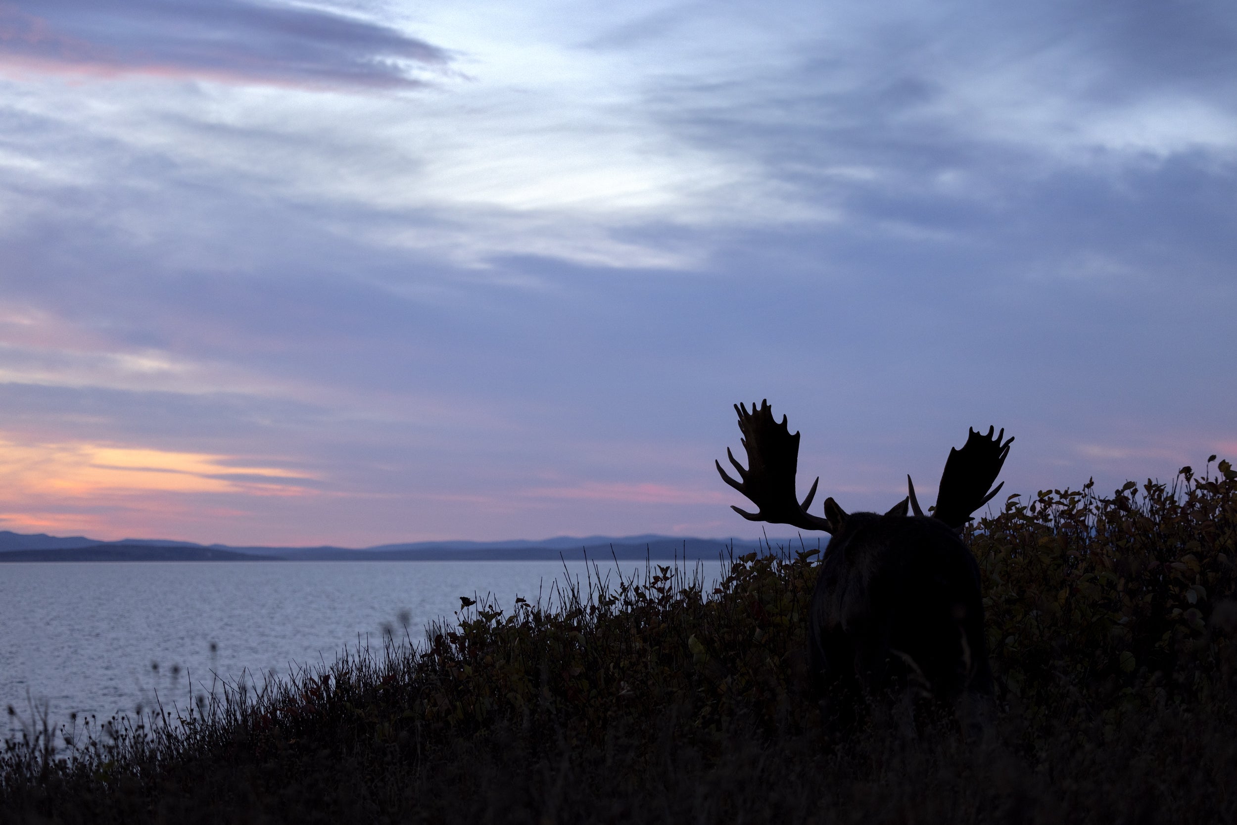 Moose - Fall 131