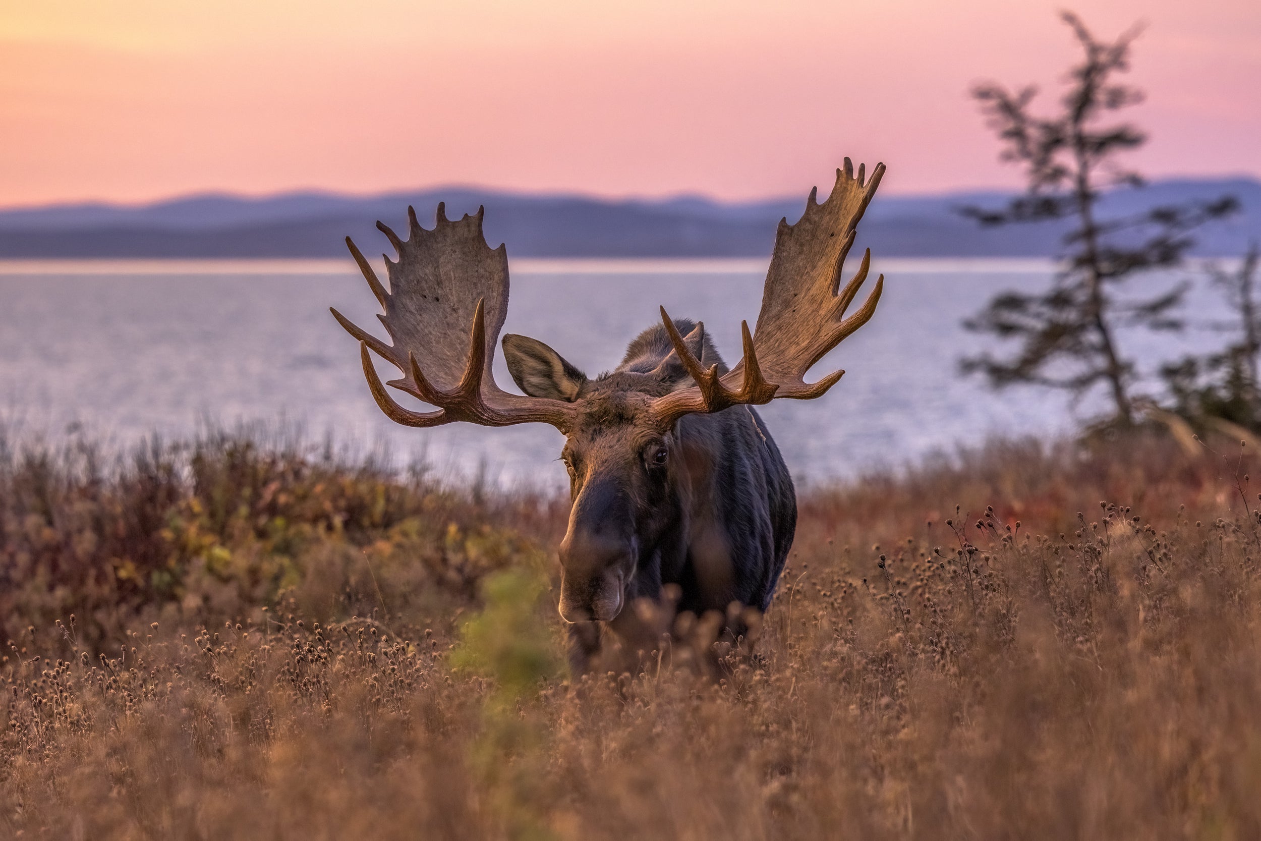 Moose - Fall 132