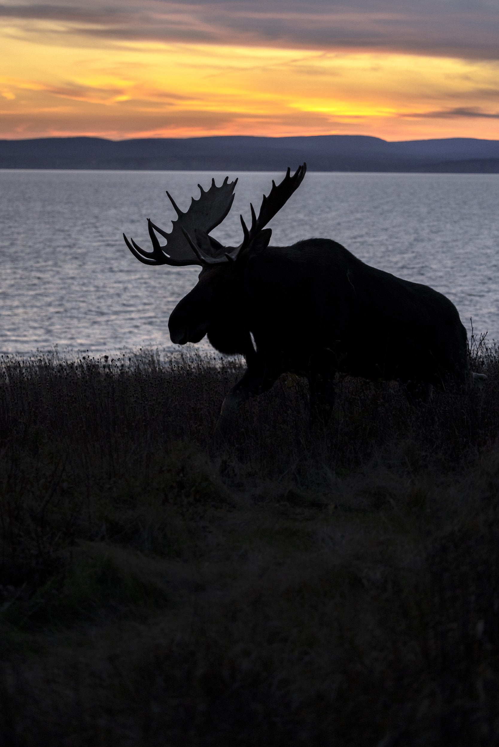 Moose - Autumn 136