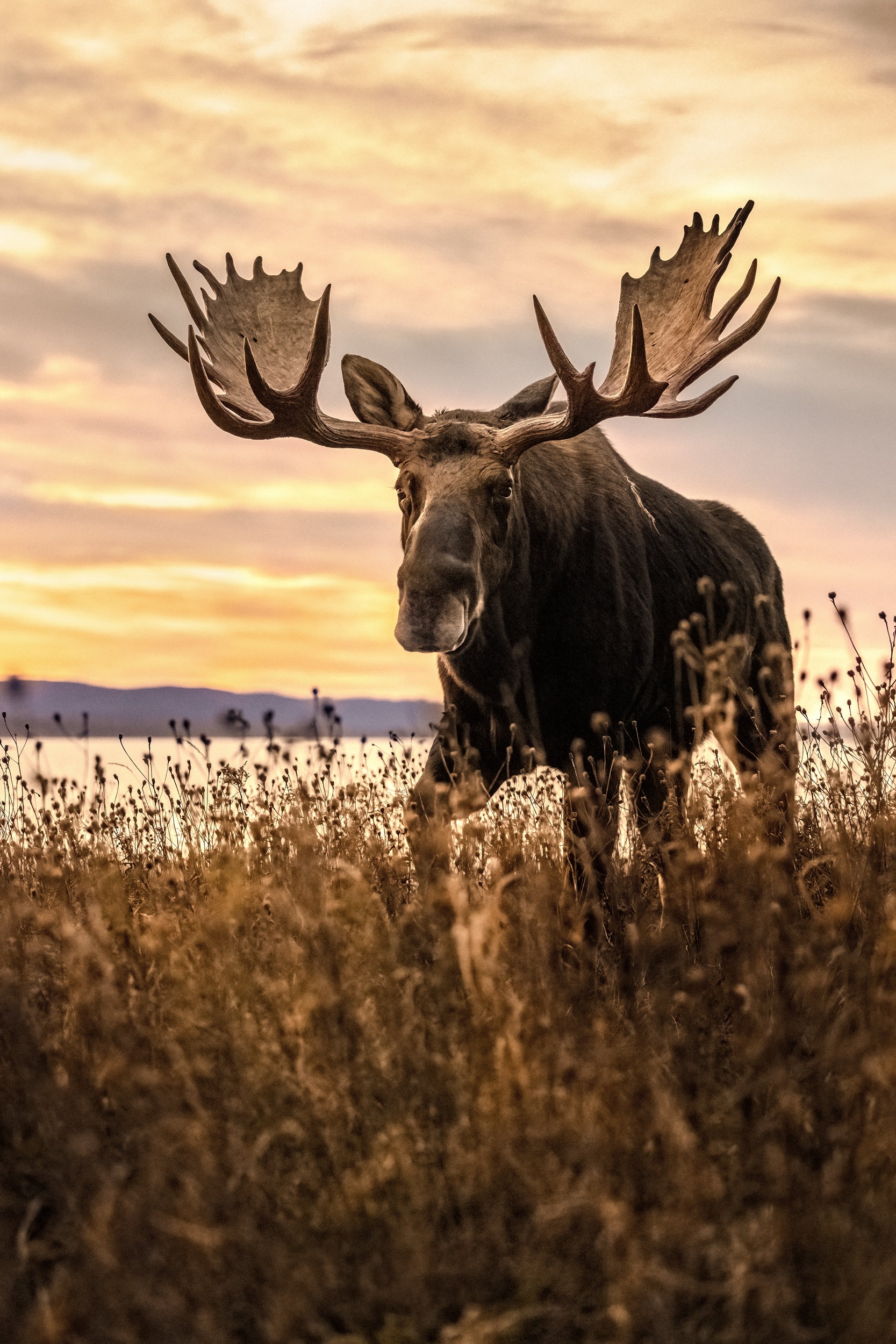 Moose - Autumn 138