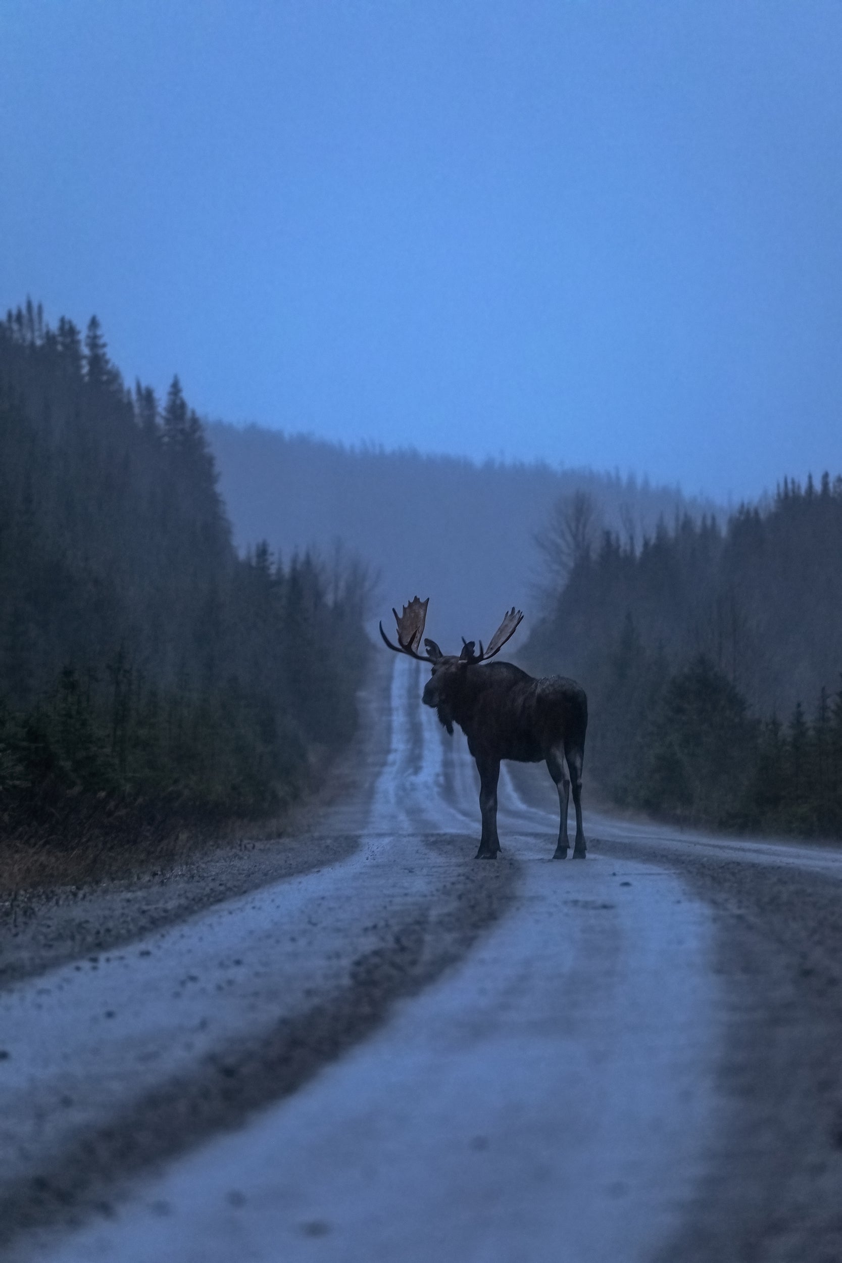 Moose - Fall 013