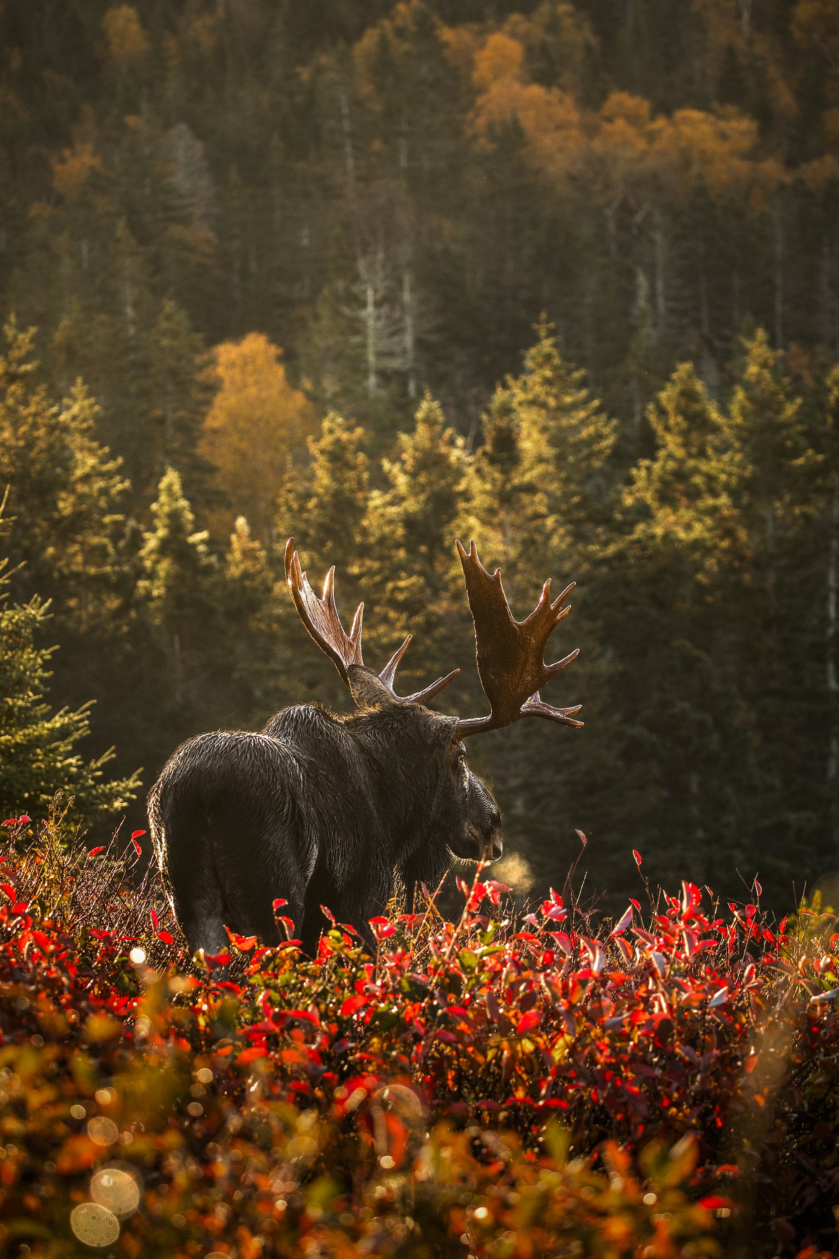 Moose - Fall 014