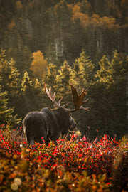 Moose - Fall 014