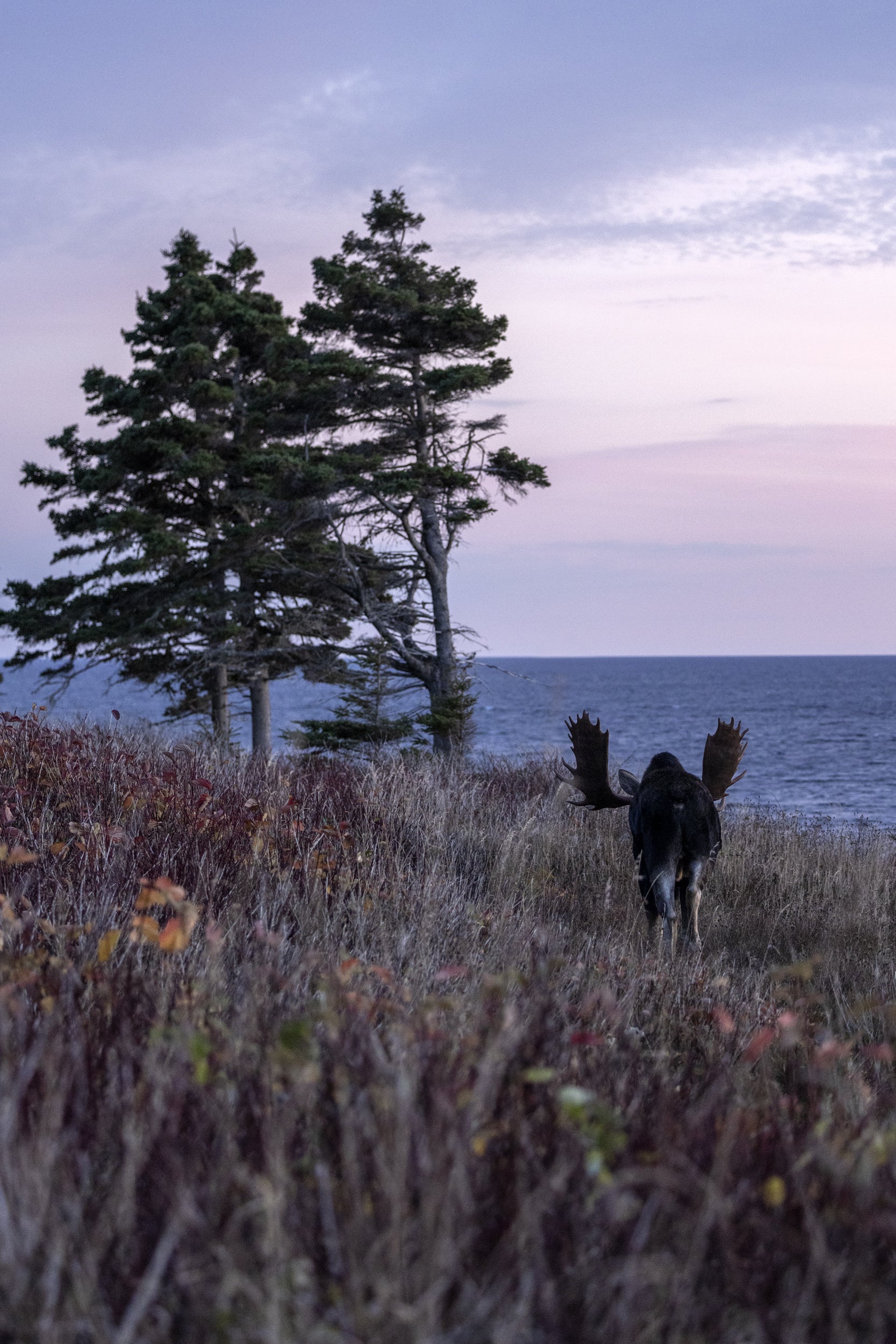 Moose - Autumn 140