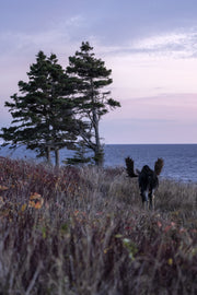 Moose - Autumn 140