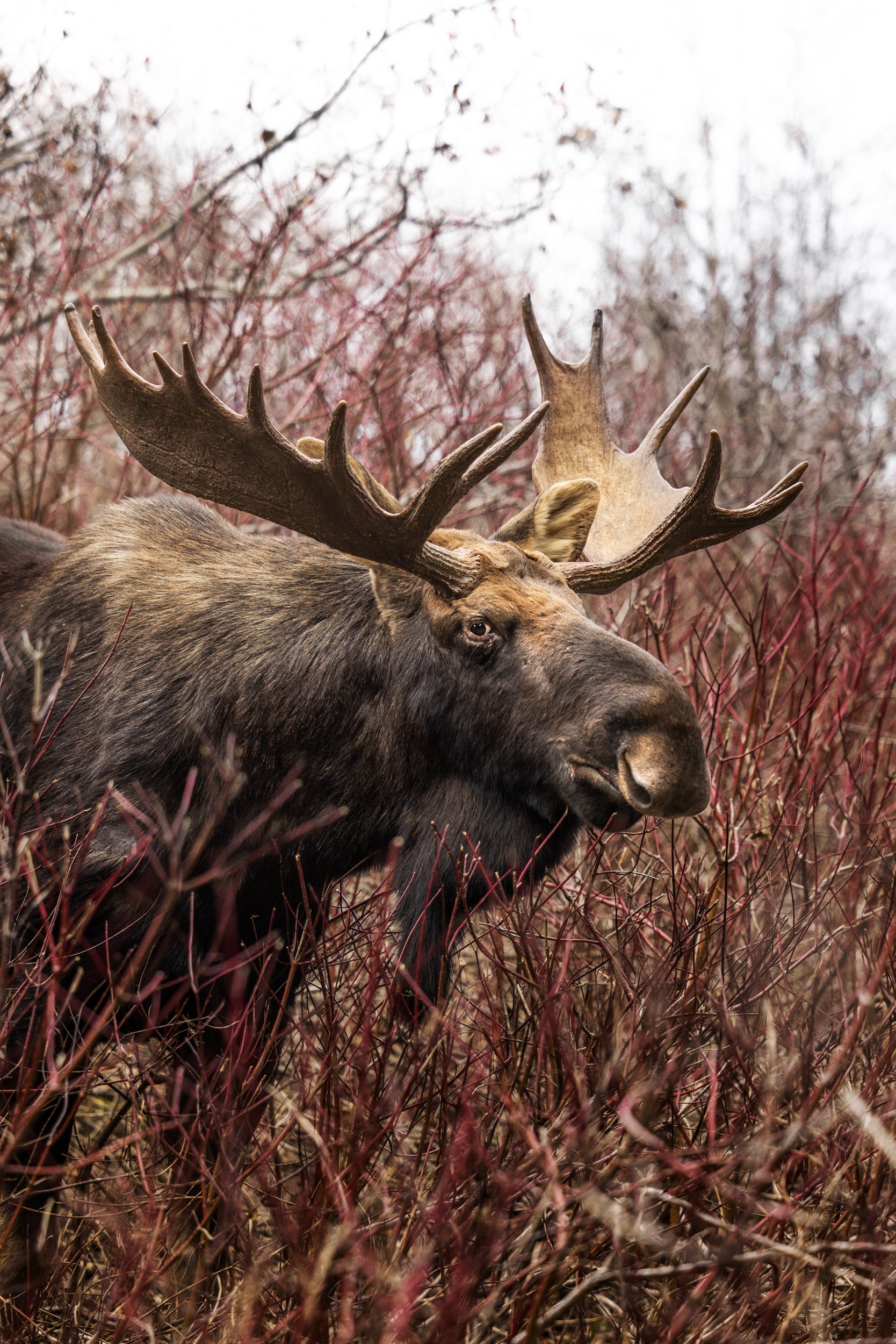 Moose - Autumn 142