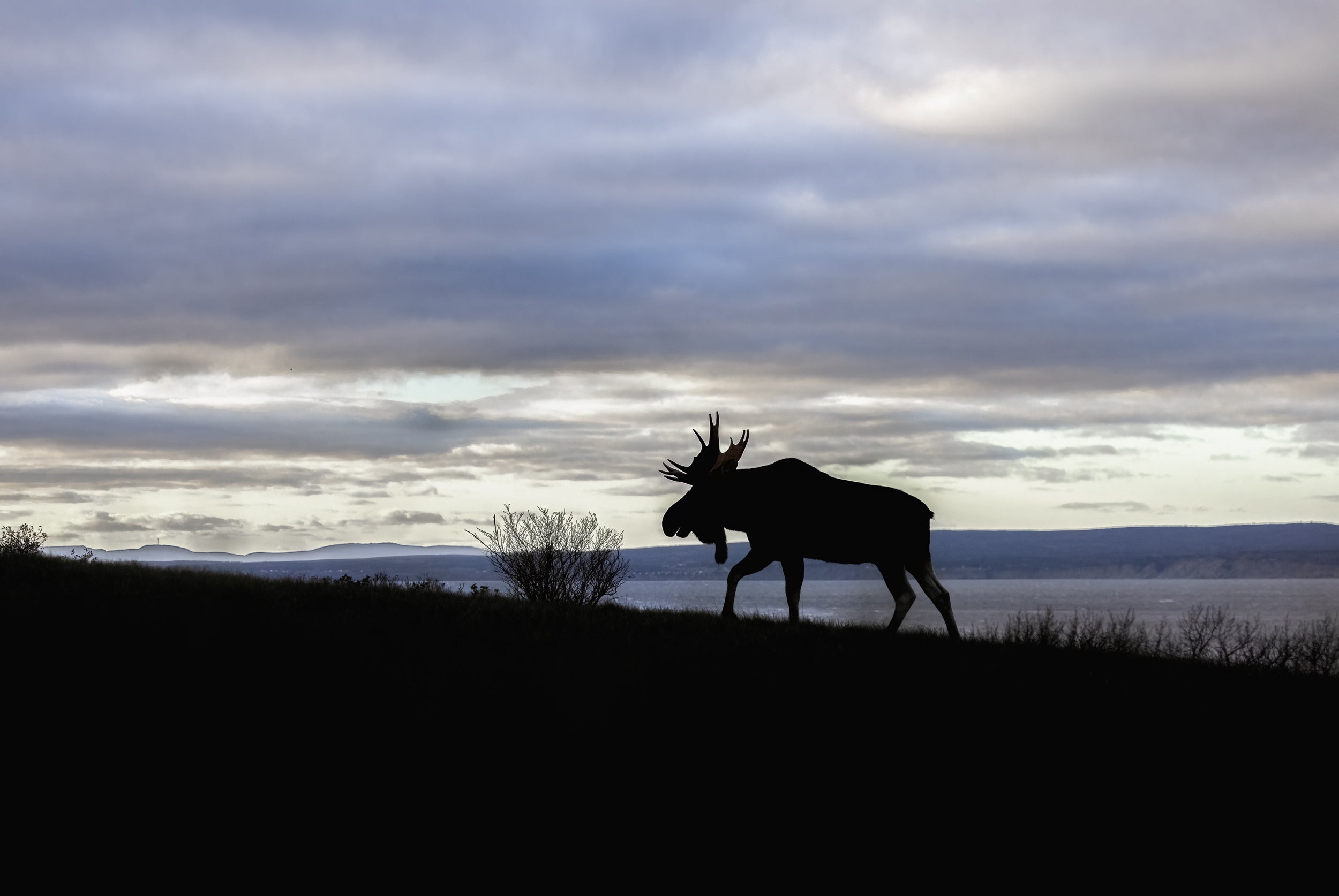 Moose - Autumn 143