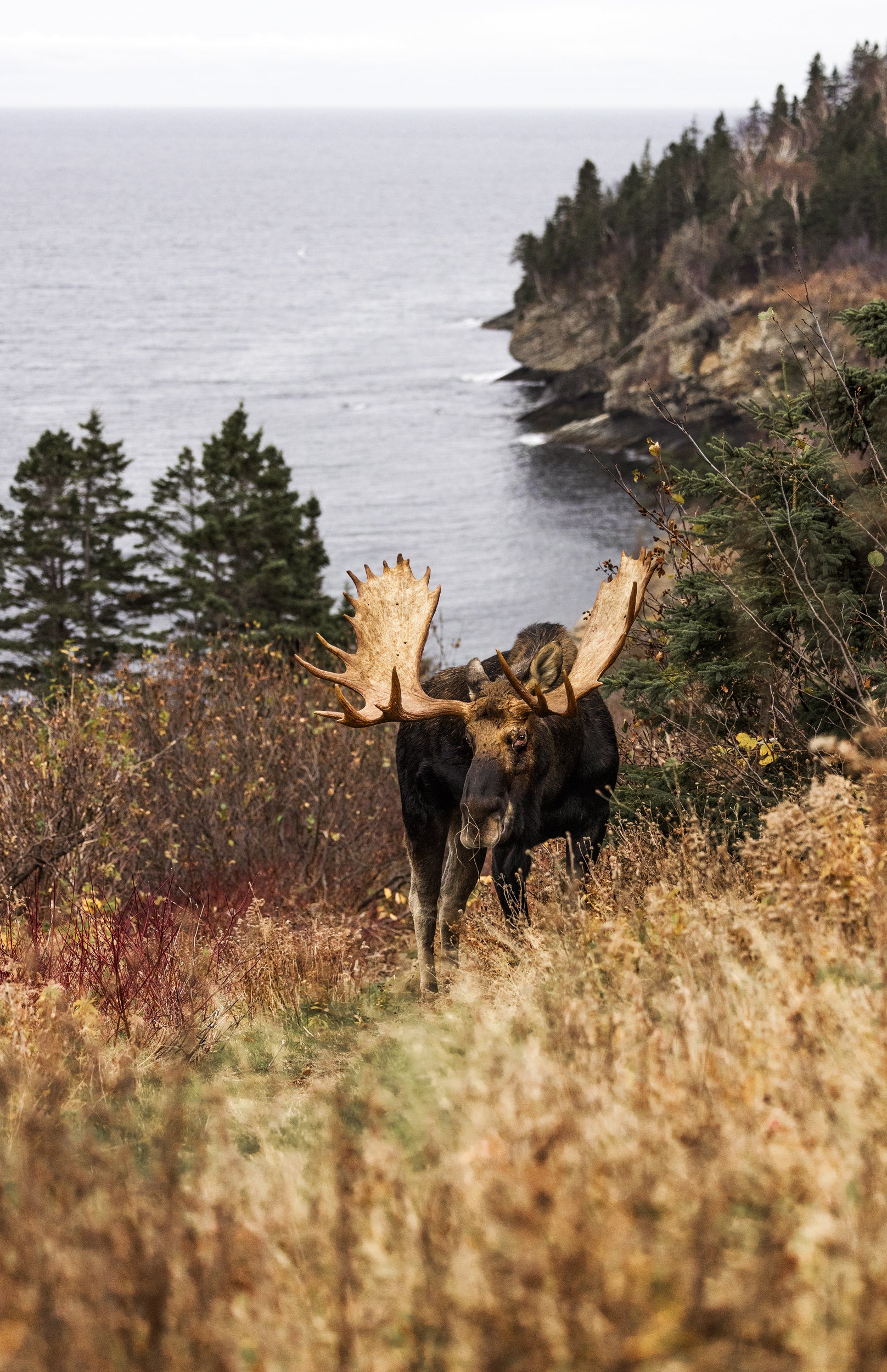 Moose - Autumn 144
