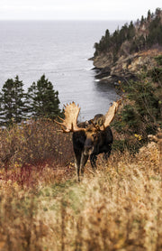 Moose - Autumn 144