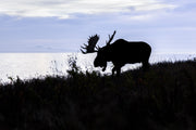 Moose - Autumn 145