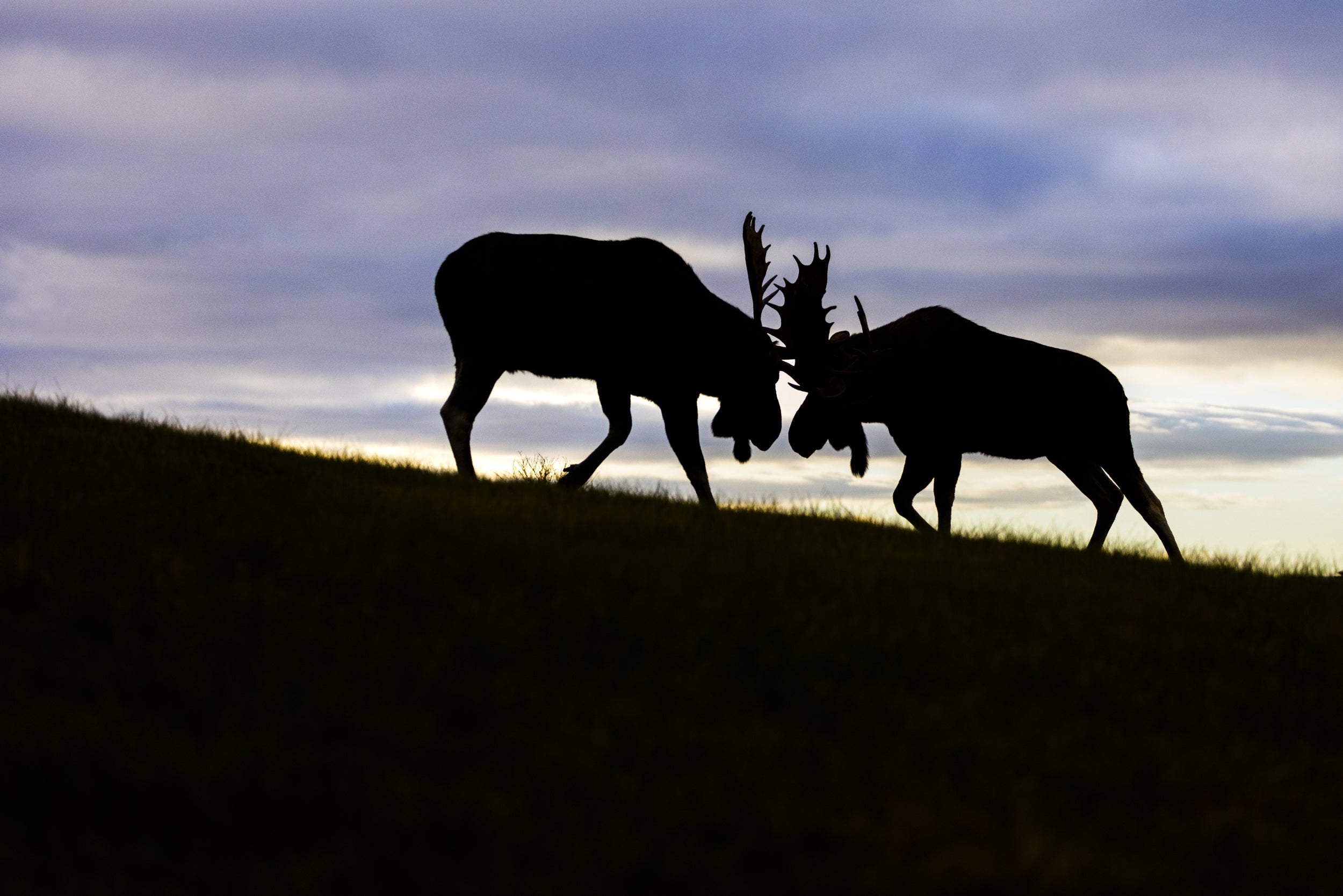 Moose - Autumn 146