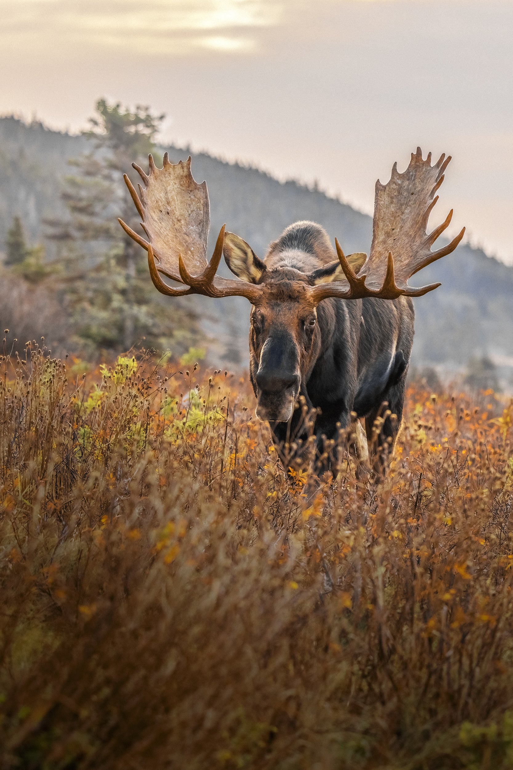 Moose - Autumn 147