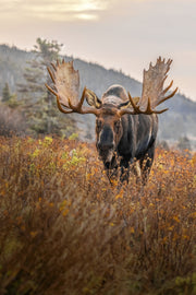 Moose - Autumn 147