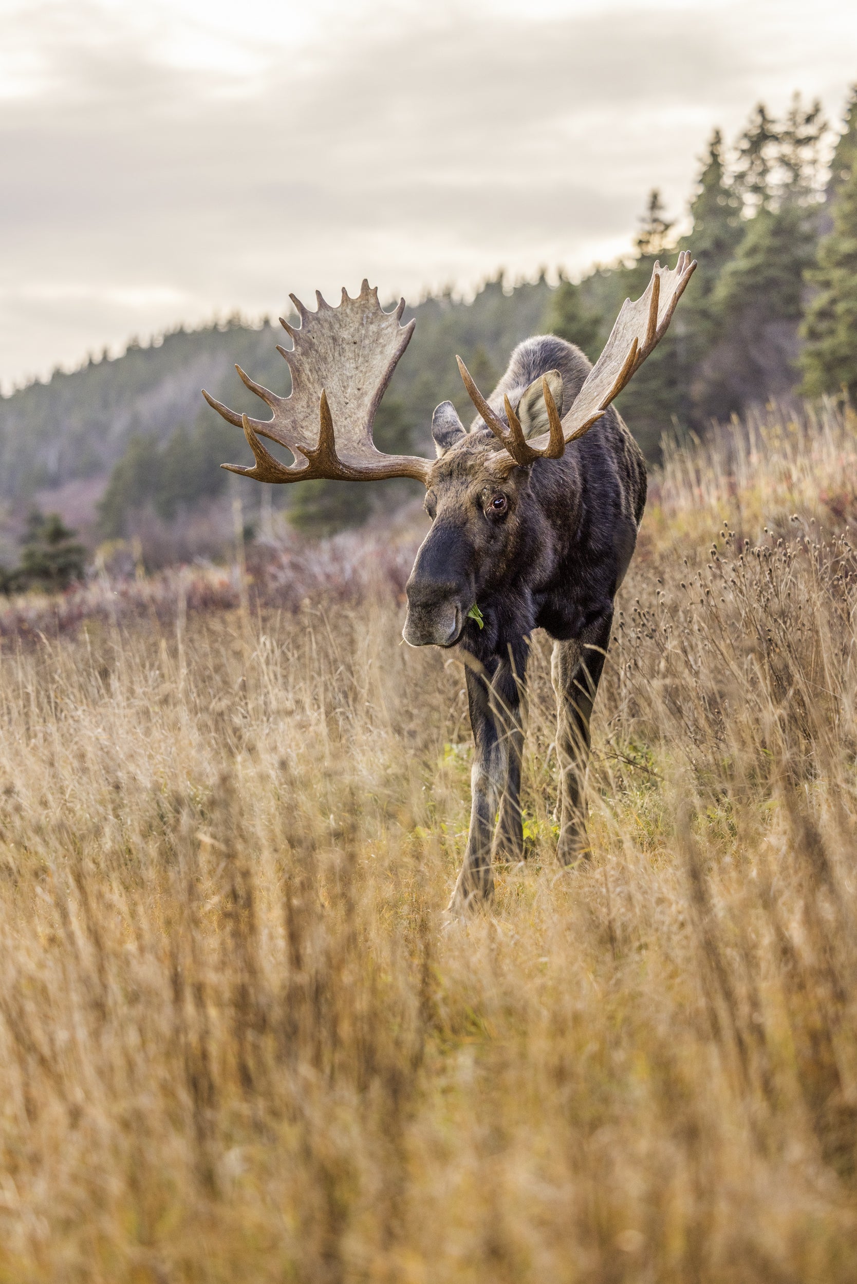 Moose - Autumn 148