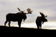 Moose - Fall 149