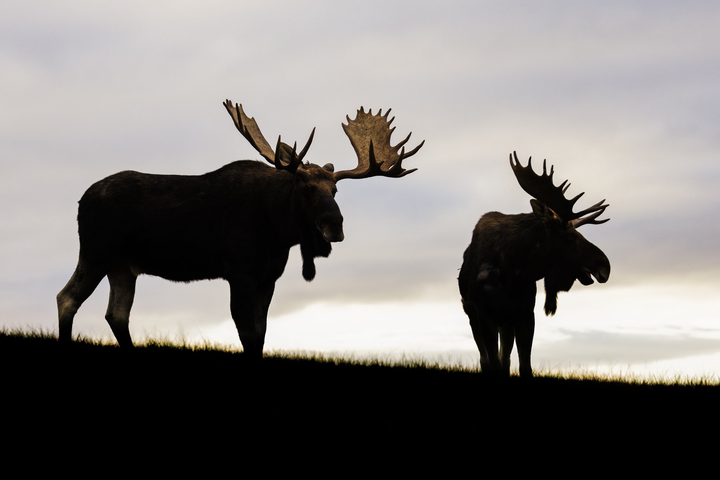 Moose - Fall 149