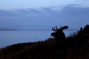 Moose - Fall 150