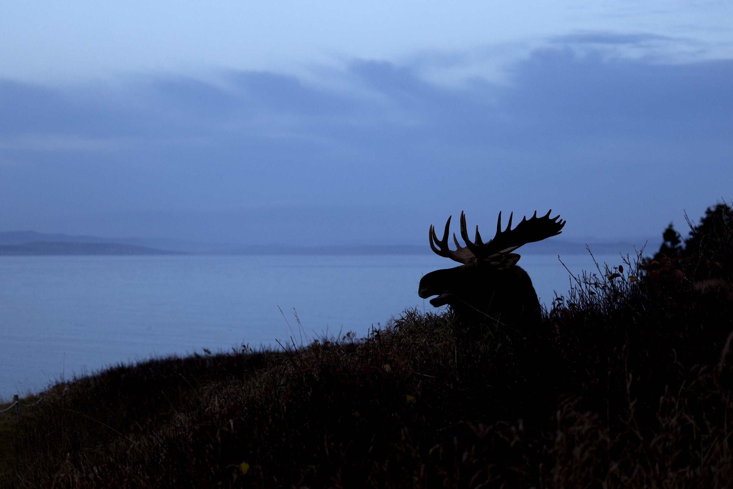 Moose - Fall 150