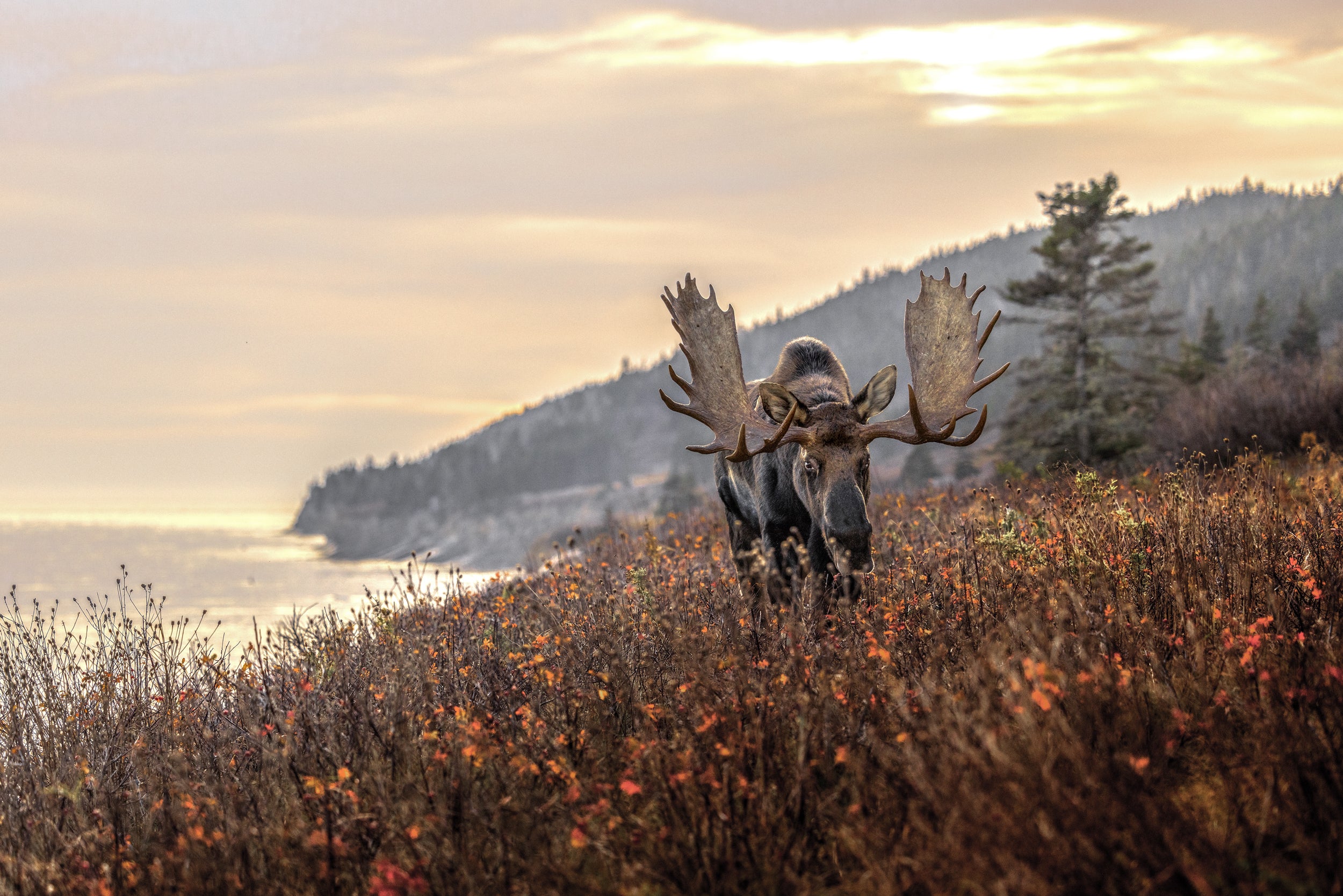 Moose - Fall 151