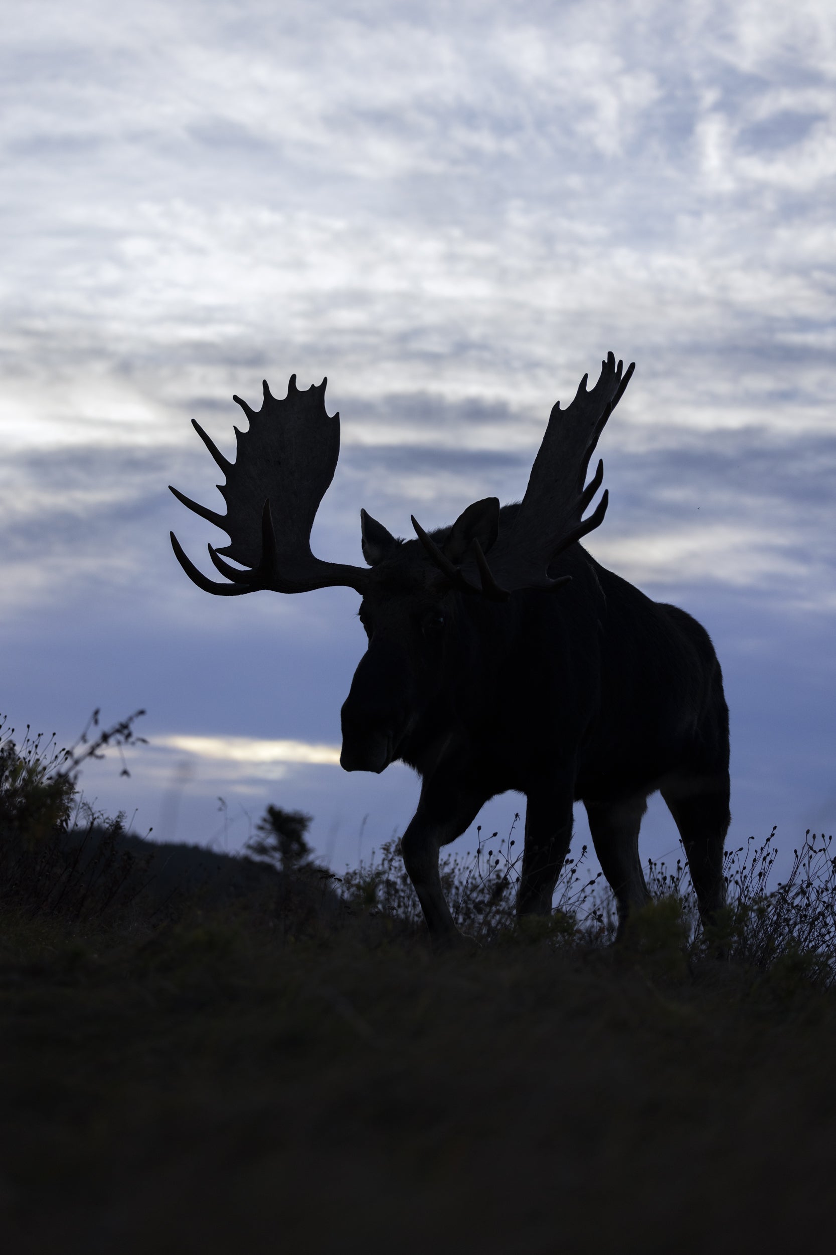 Moose - Fall 153