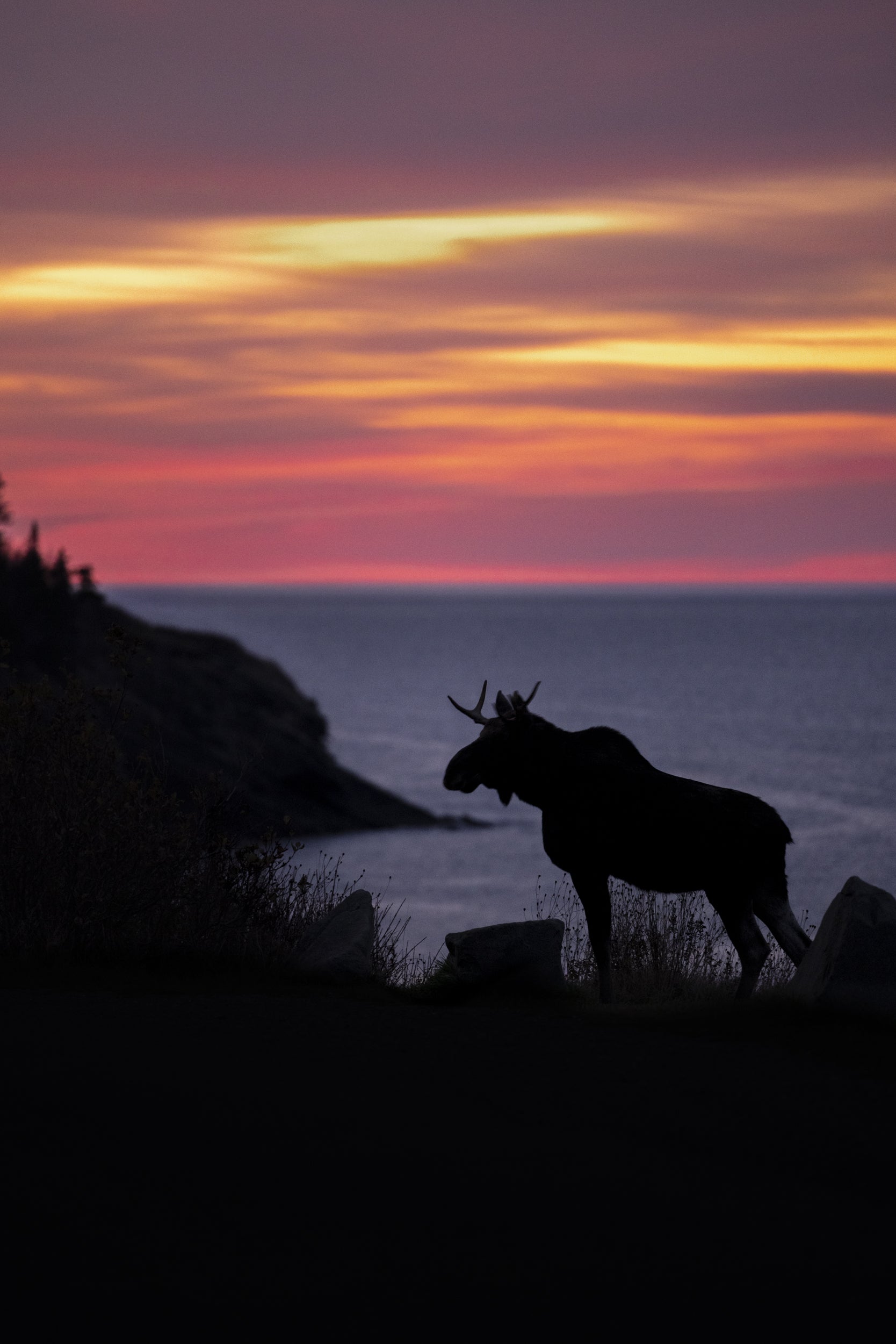 Moose - Autumn 154