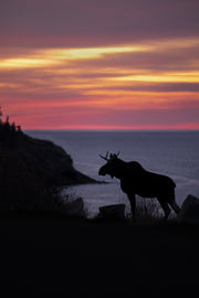 Moose - Autumn 154