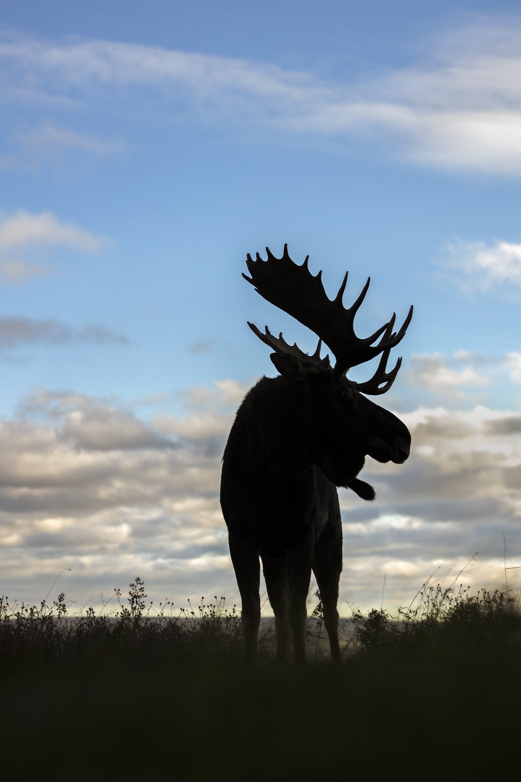 Moose - Fall 155