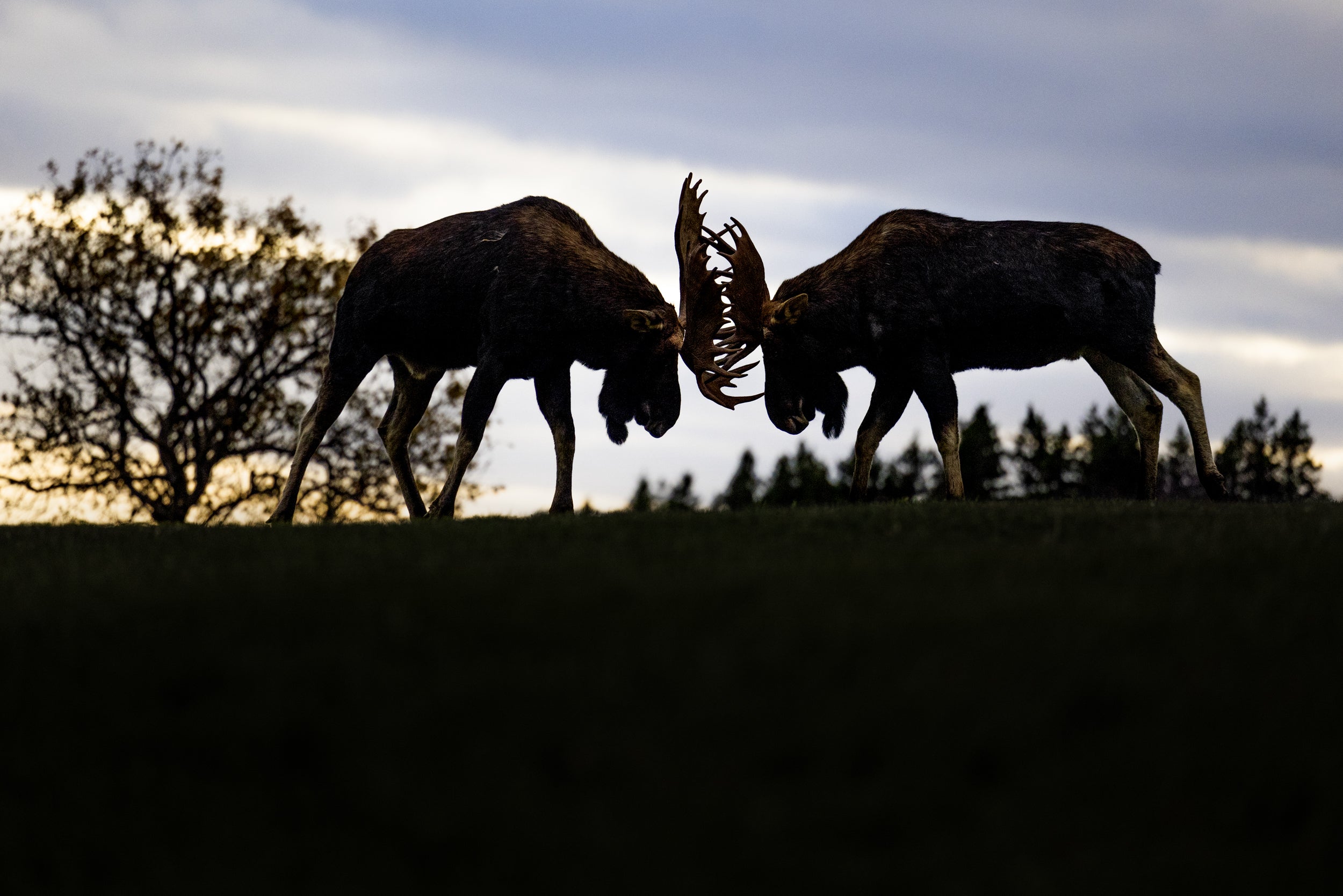 Moose - Autumn 156