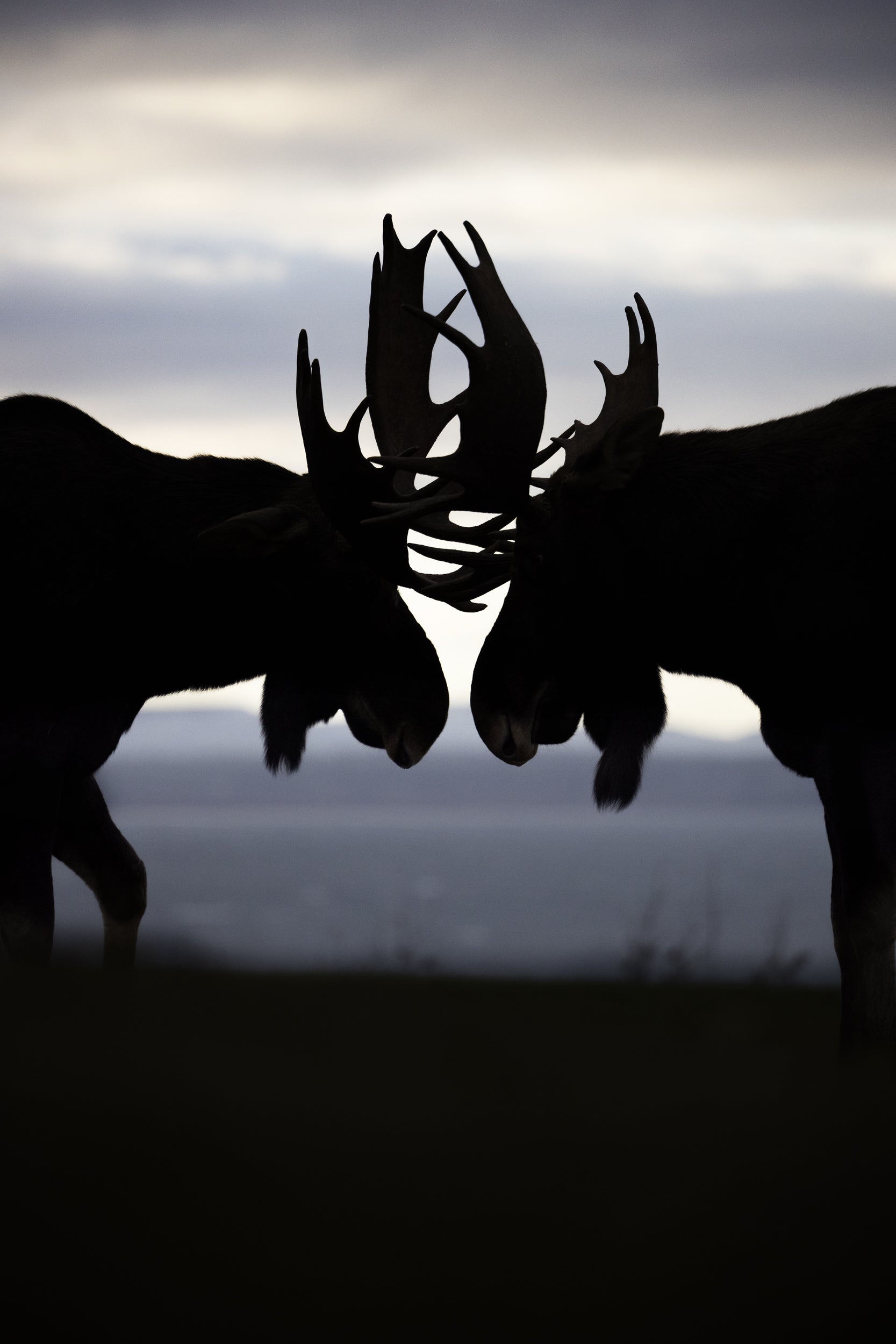 Moose - Autumn 158