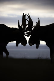Moose - Autumn 158