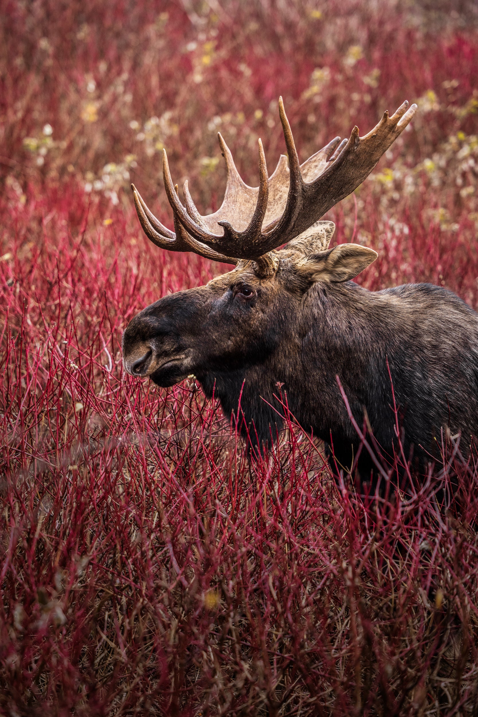 Moose - Autumn 160