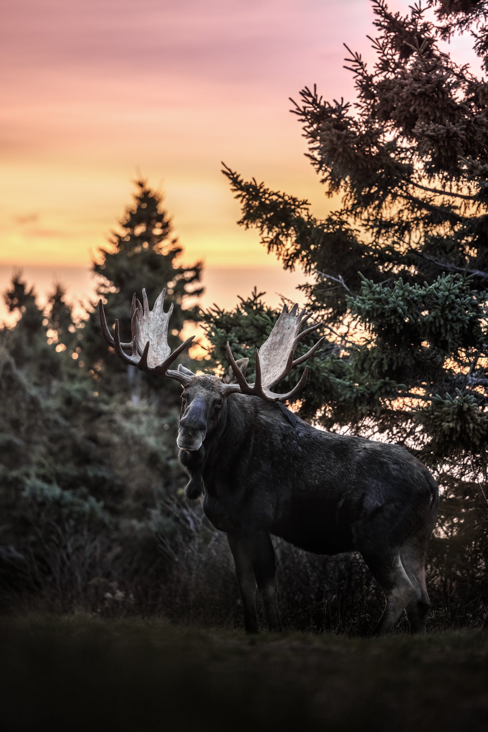 Moose - Autumn 161