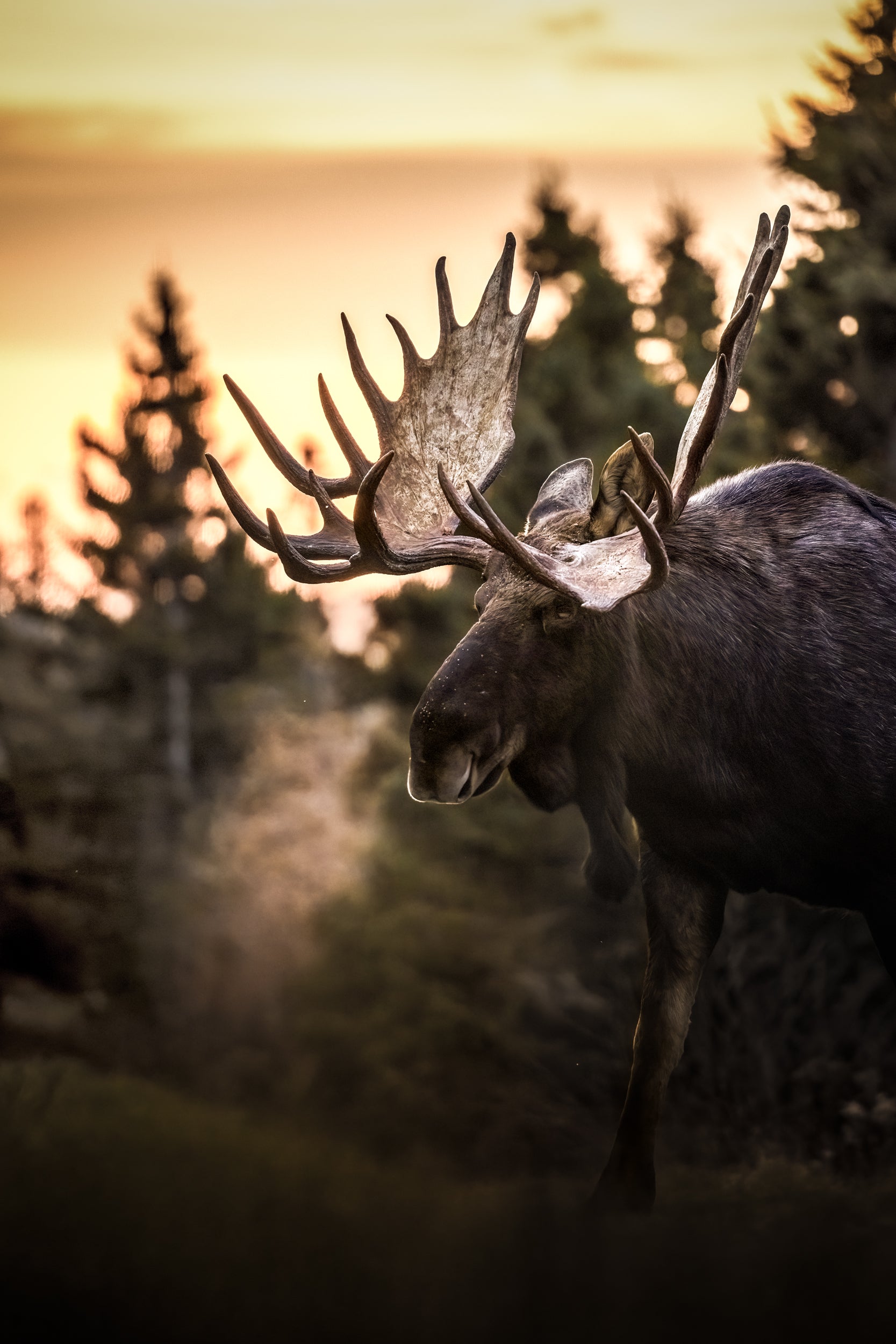Moose - Autumn 162