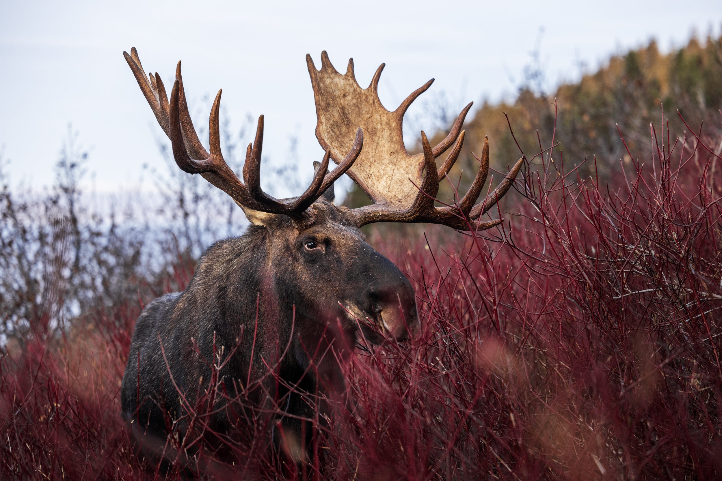 Moose - Autumn 163