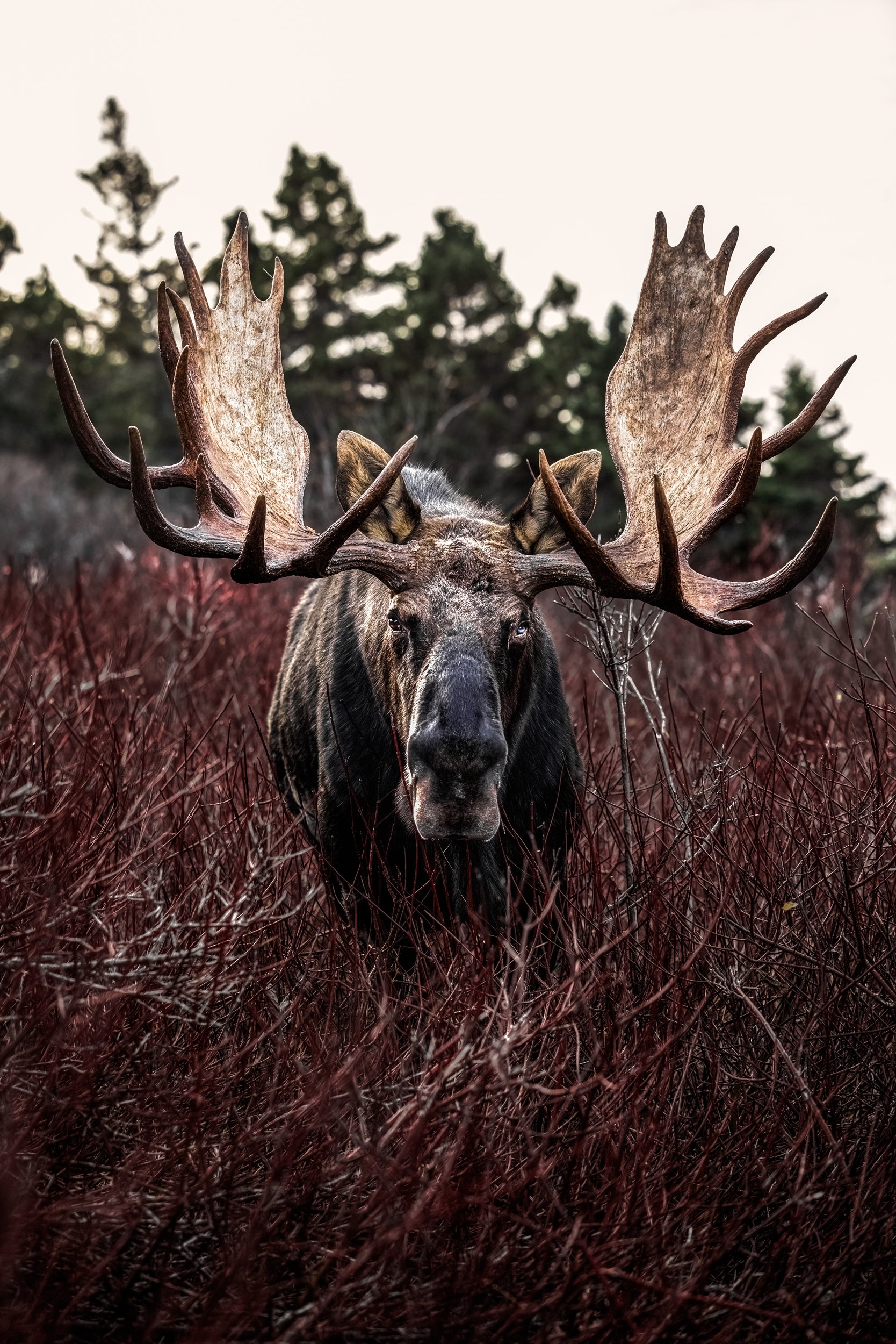 Moose - Autumn 164
