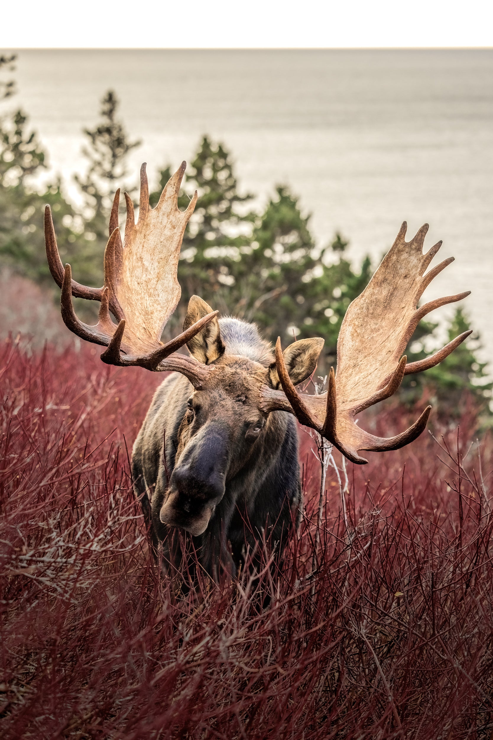 Moose - Autumn 165