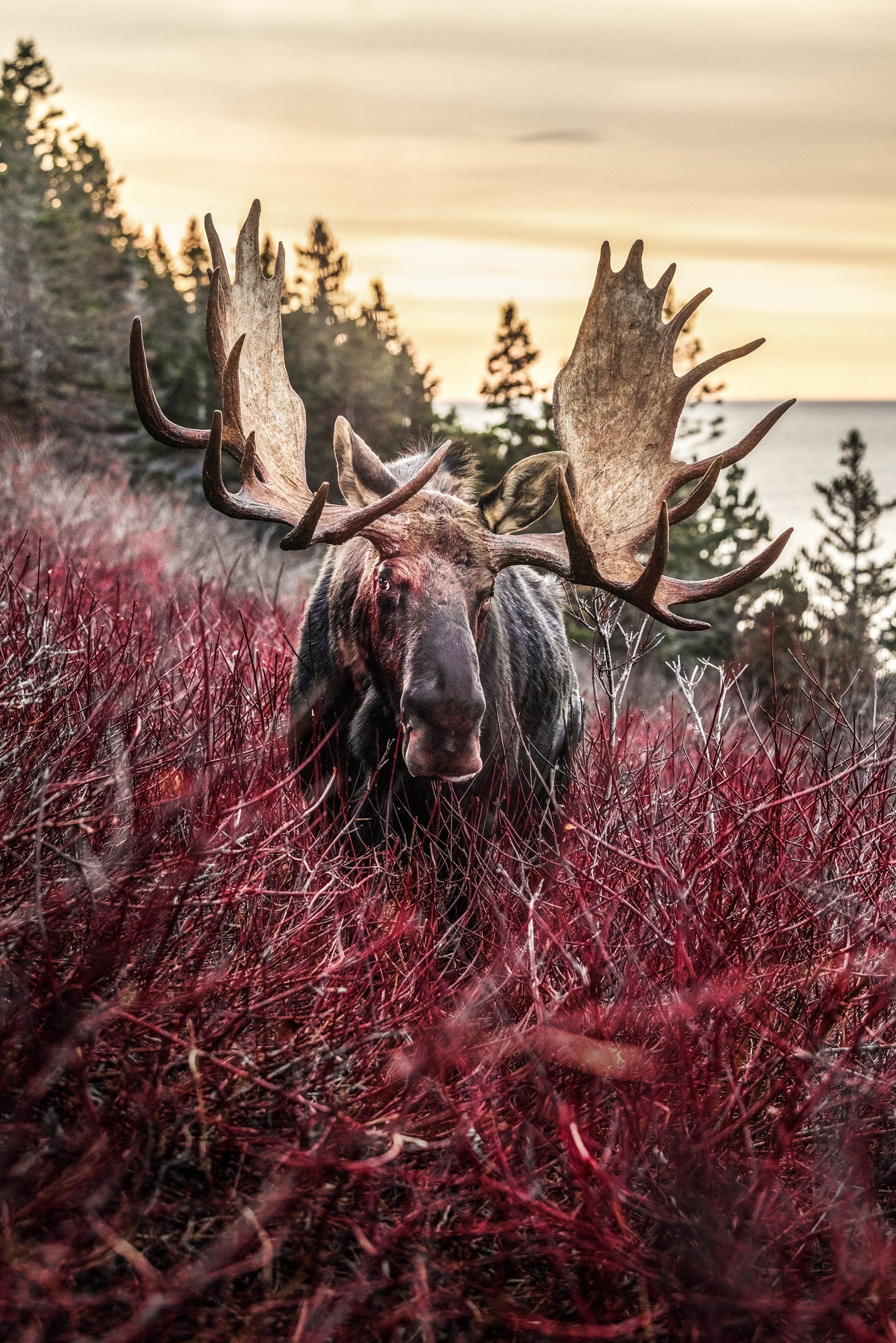 Moose - Autumn 166