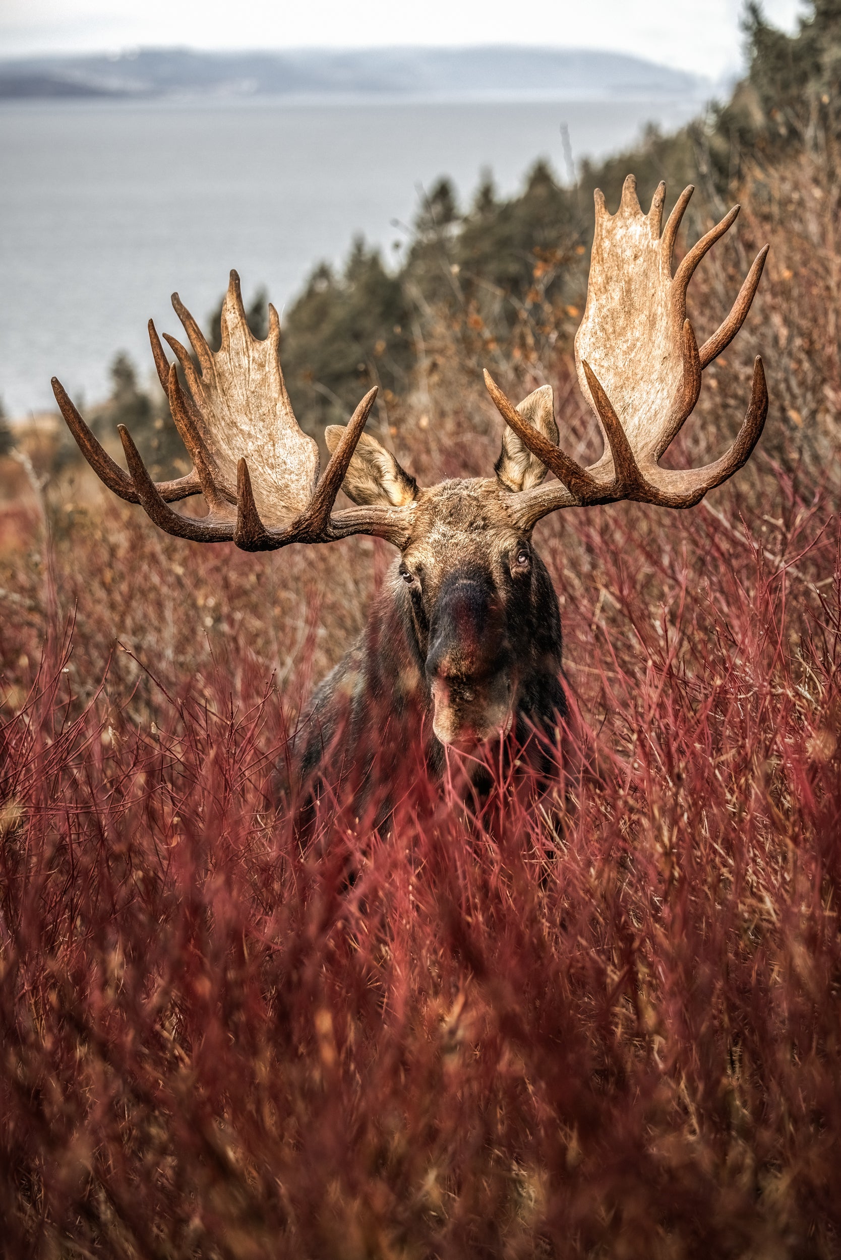 Moose - Autumn 167