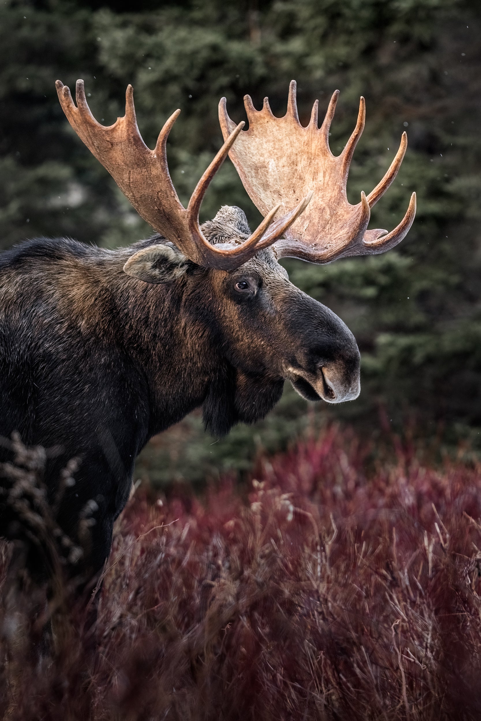 Moose - Autumn 170