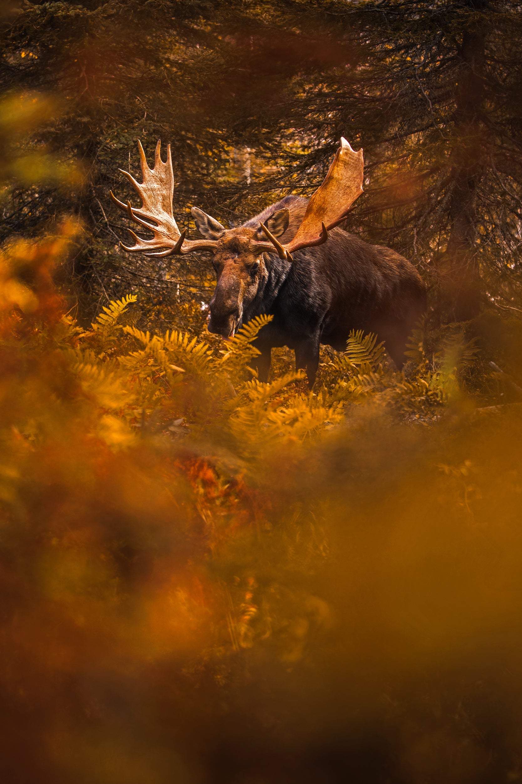 Moose - Fall 018