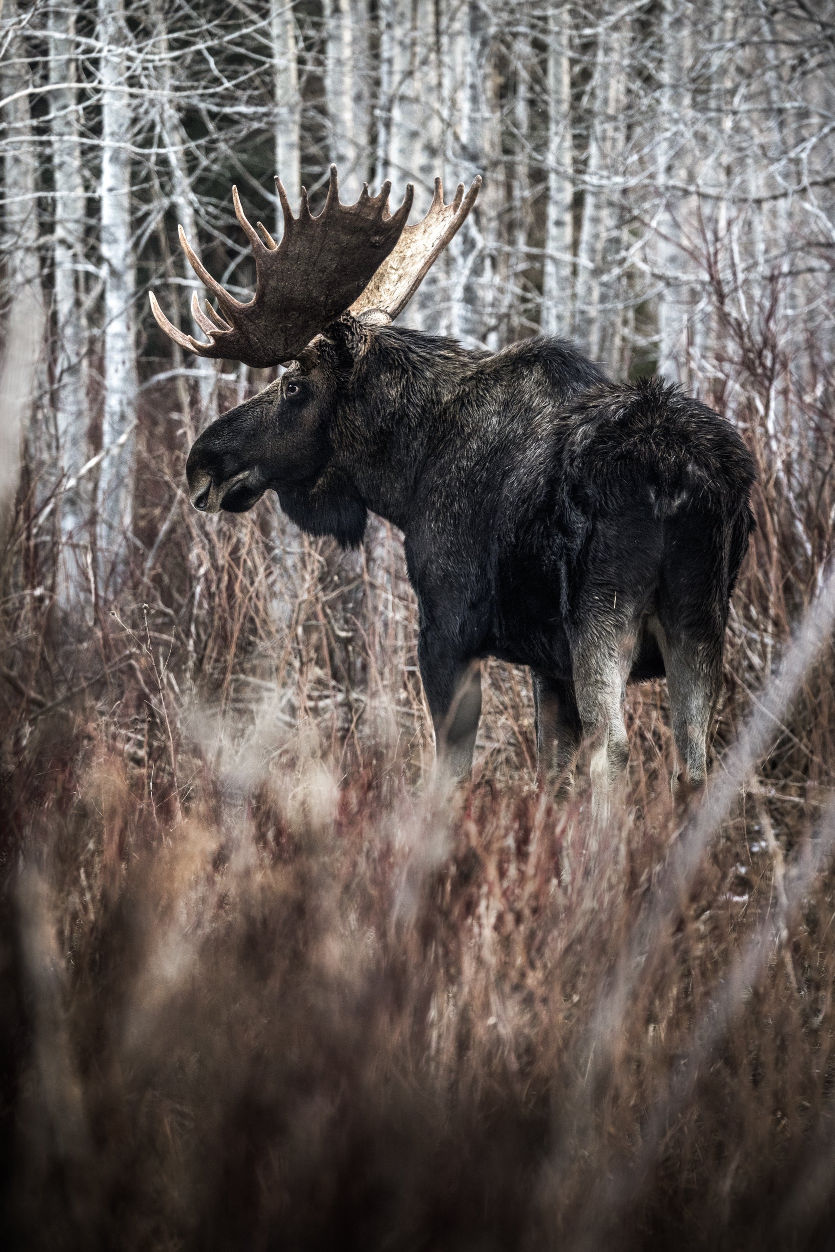 Moose - Autumn 180