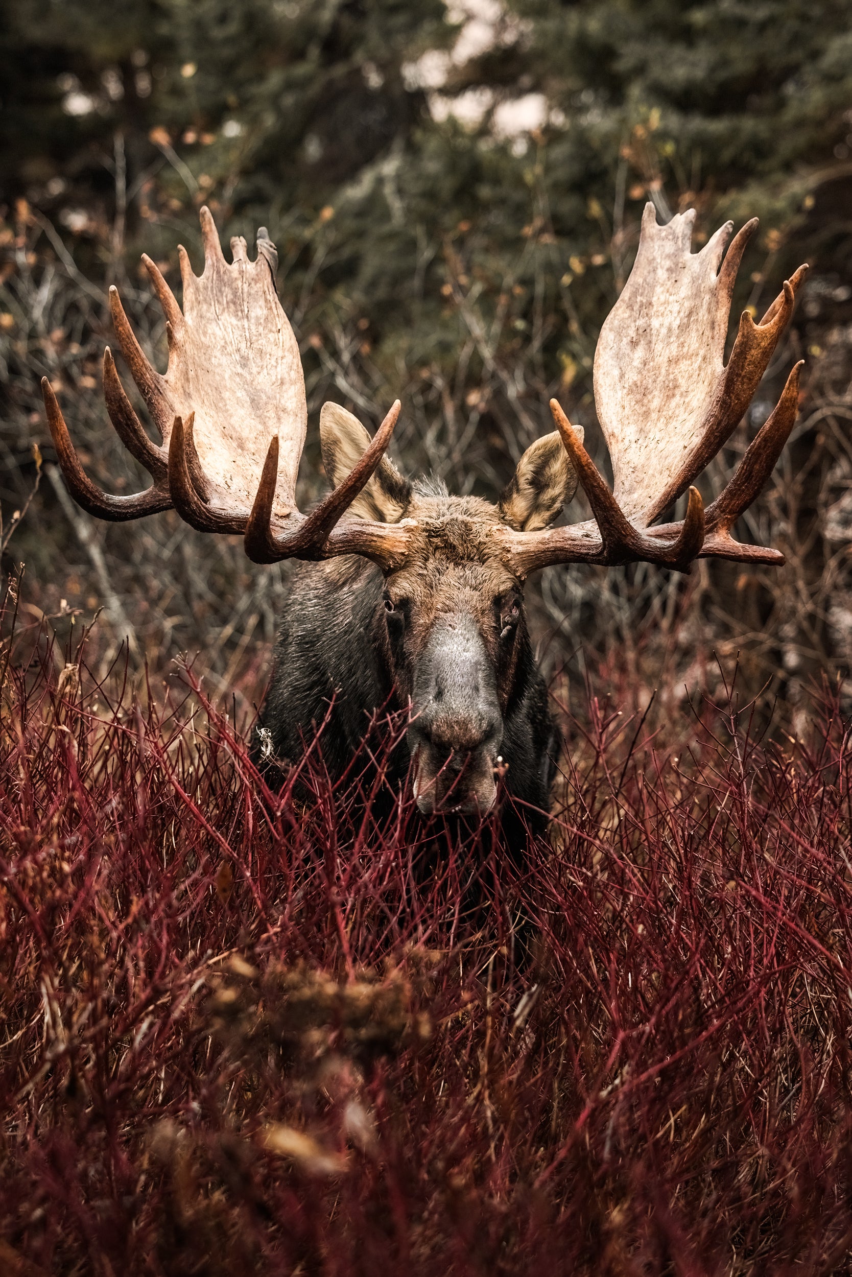 Moose - Autumn 181